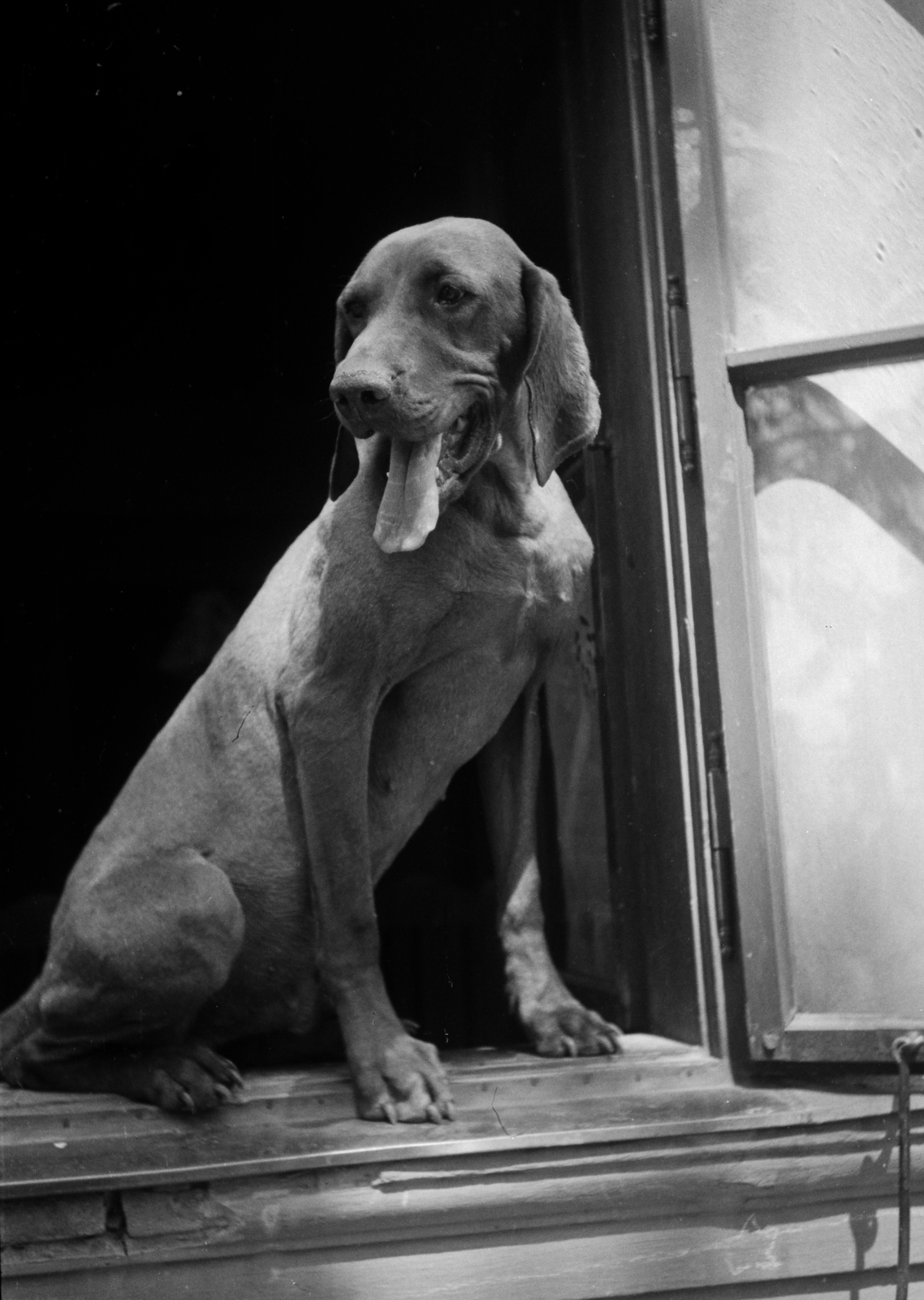 Hungary, Gödöllő, a MÁLLERD (Magyar Állami Erdőgazdasági Üzemek) kutyatelepe., 1949, Kovács Márton Ernő, dog, sitting on a windowsill, Fortepan #32936
