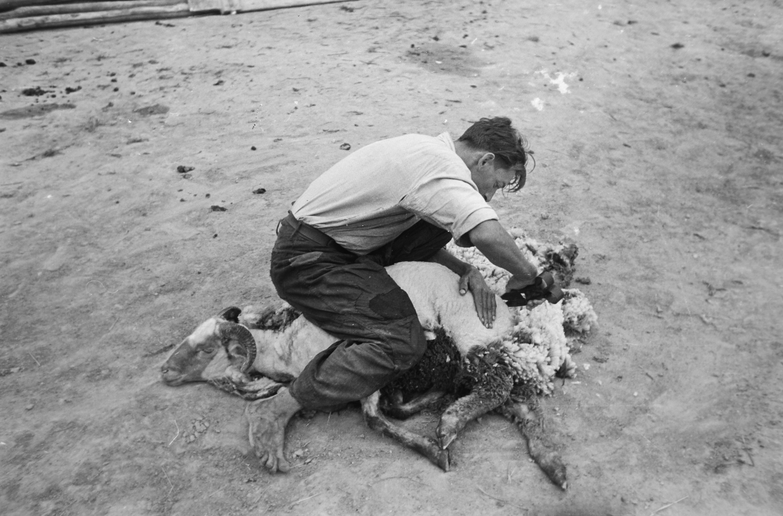 Hungary, Kunszentmiklós, birkanyírás., 1949, Kovács Márton Ernő, sheep, barefoot, sheep shearing, Fortepan #33177