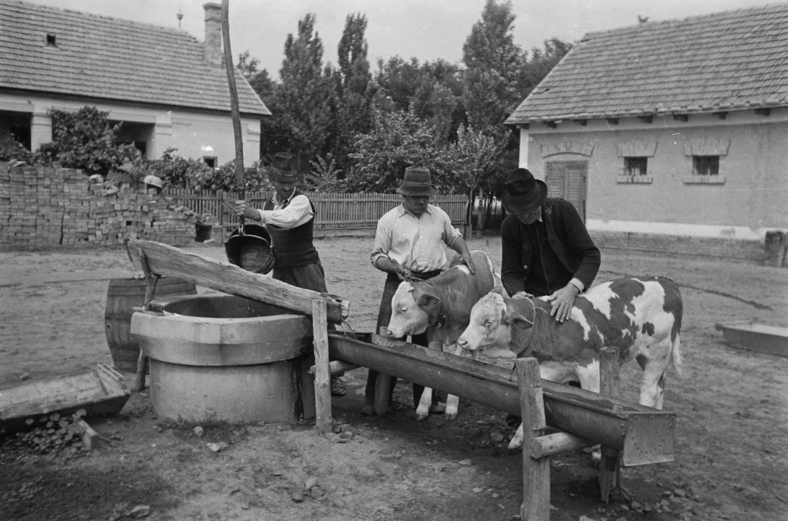 Magyarország, Kunszentmiklós, 1949, Kovács Márton Ernő, kút, szarvasmarha, borjú, itatóvályú, gémeskút, Fortepan #33179