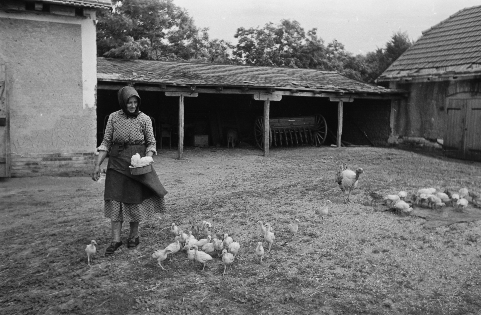 Hungary, Kunszentmiklós, 1949, Kovács Márton Ernő, yard, poultry, Fortepan #33181