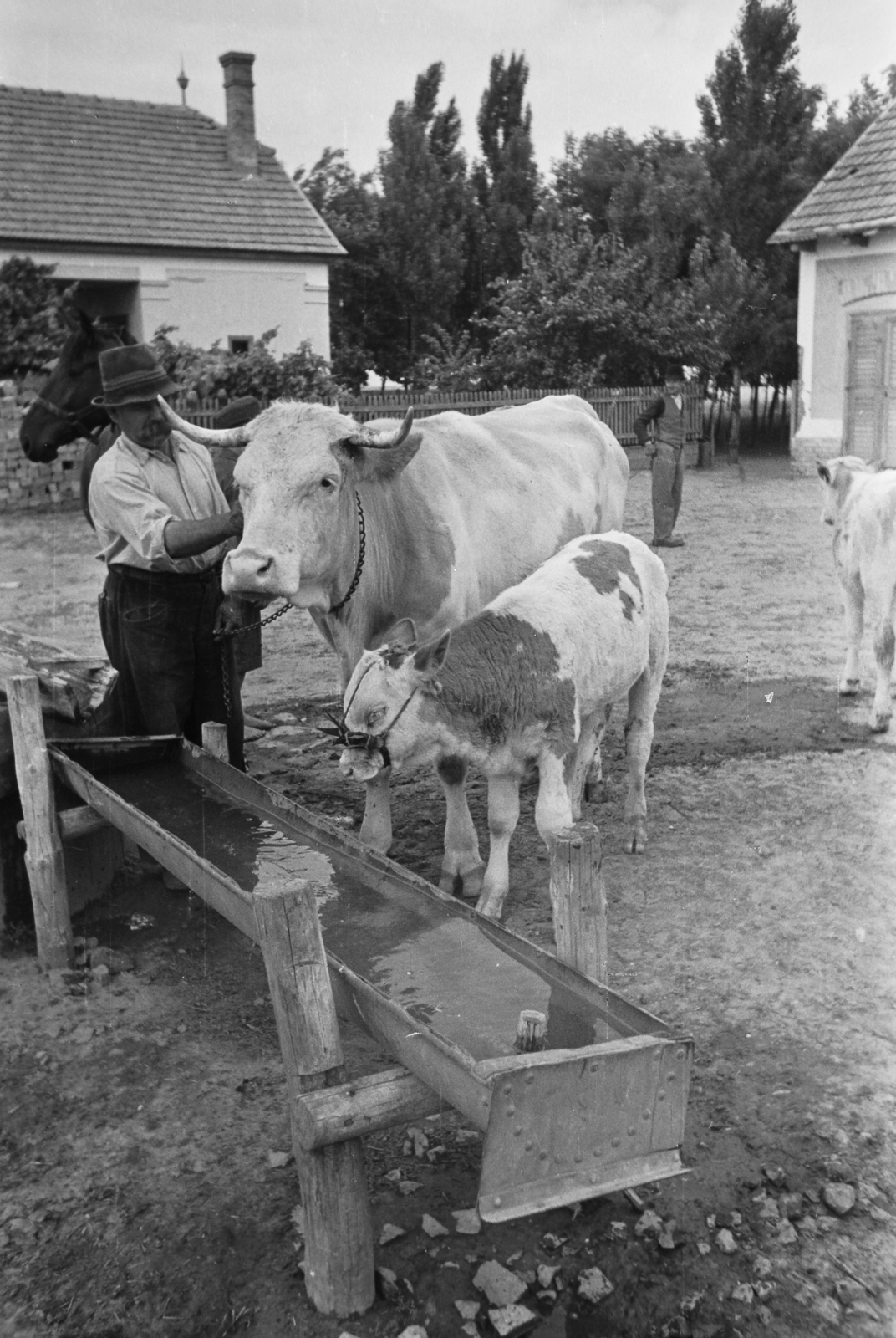 Hungary, Kunszentmiklós, 1949, Kovács Márton Ernő, cattle, water trough, Fortepan #33184