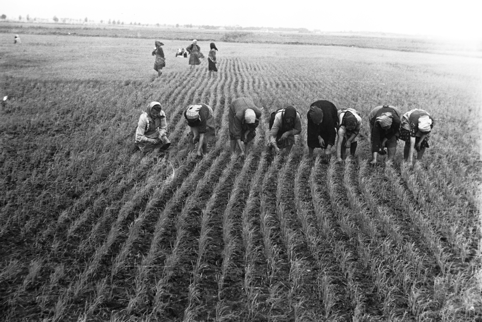 Hungary, Kunszentmiklós, rizsföld., 1949, Kovács Márton Ernő, riceland, women, work, Fortepan #33185