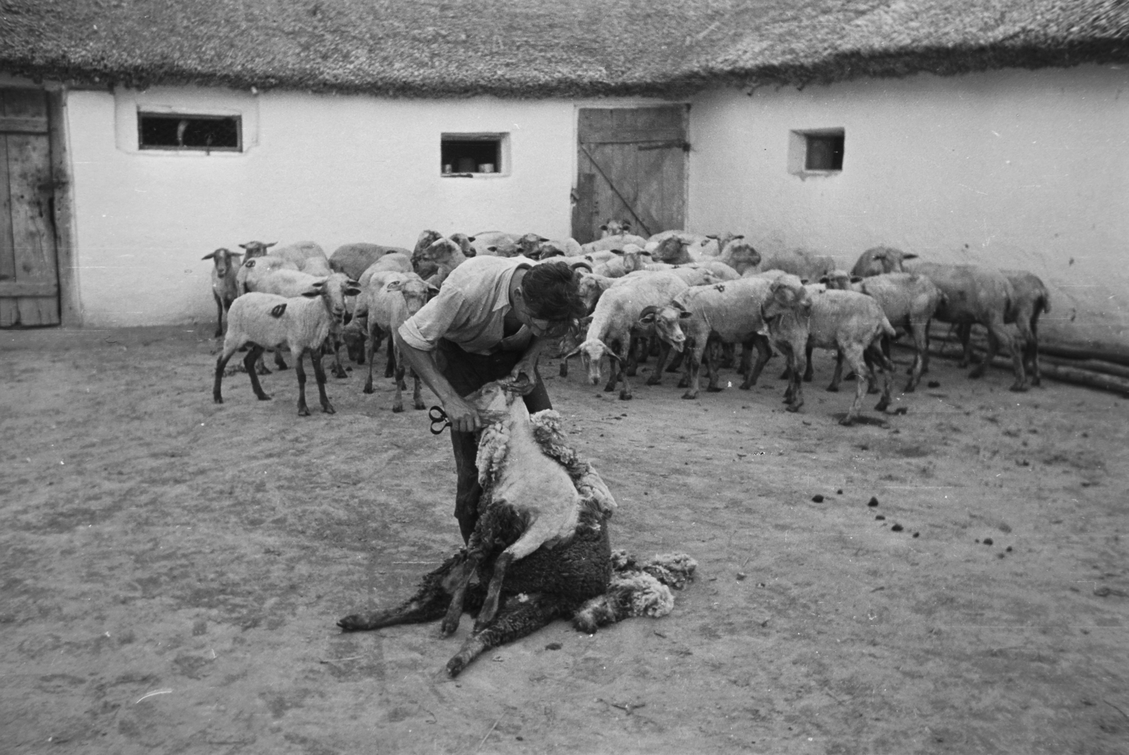Hungary, Kunszentmiklós, birkanyírás., 1949, Kovács Márton Ernő, sheep, sheep shearing, Fortepan #33189
