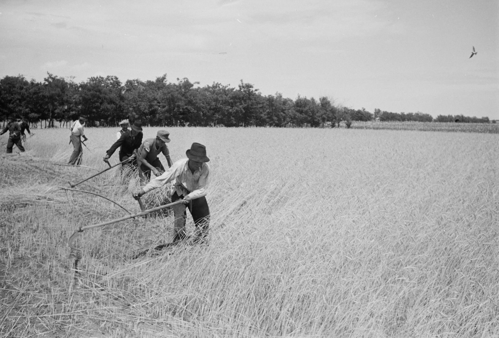 Hungary, Kézi kaszás aratás, a kalászokat marokszedő gyűjti., 1949, Kovács Márton Ernő, agriculture, harvest, Fortepan #33231