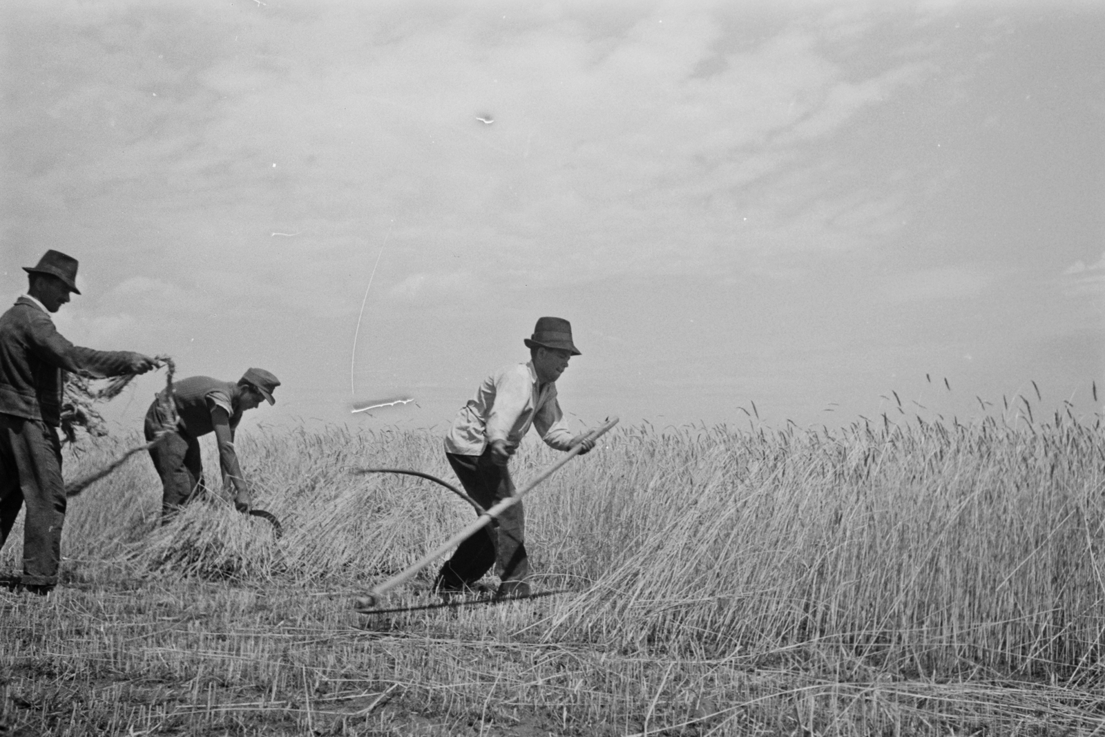 Hungary, Kézi kaszás aratás, a kalászokat marokszedő gyűjti., 1949, Kovács Márton Ernő, agriculture, harvest, Fortepan #33232