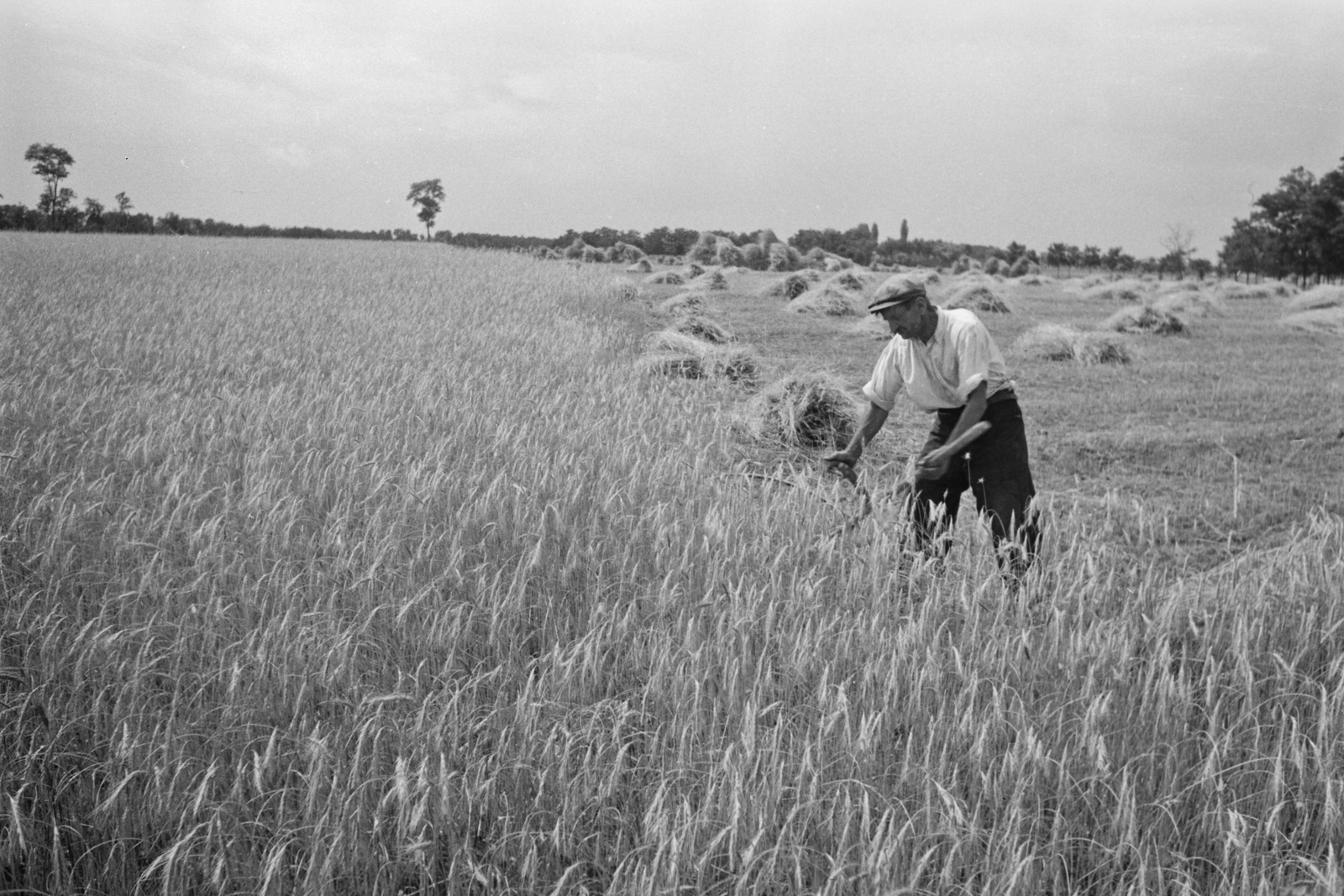 Hungary, Kézi kaszás aratás., 1949, Kovács Márton Ernő, agriculture, harvest, Fortepan #33233
