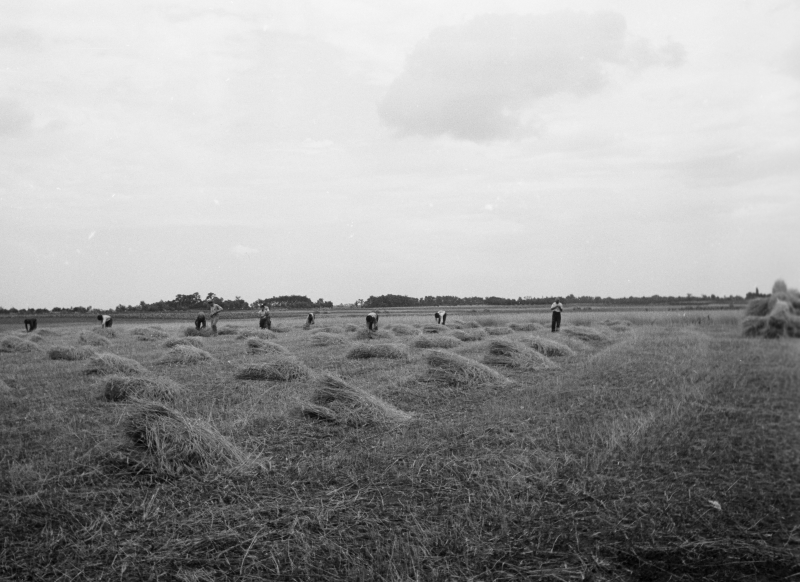 Magyarország, Kézi kaszás aratás., 1949, Kovács Márton Ernő, mezőgazdaság, aratás, széna, Fortepan #33235