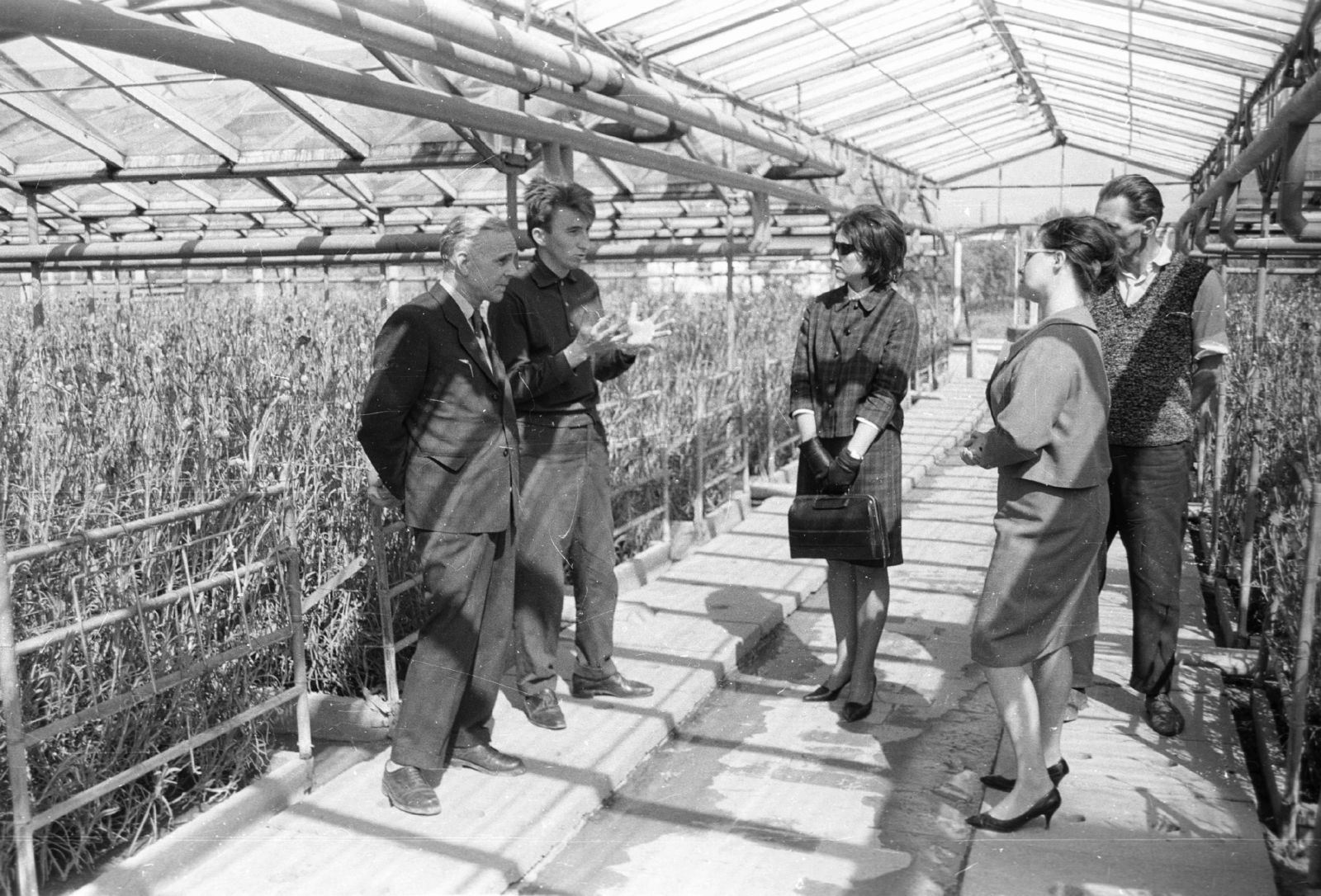 Hungary, 1968, Építésügyi Dokumentációs és Információs Központ, VÁTI, greenhouse, shades, handbag, Fortepan #33436