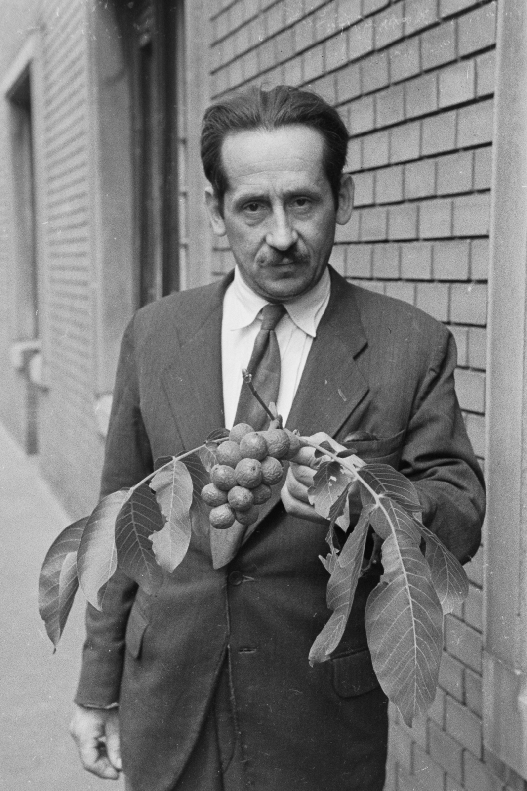 Fürtös dió., 1949, Kovács Márton Ernő, portrait, man, Fortepan #33497