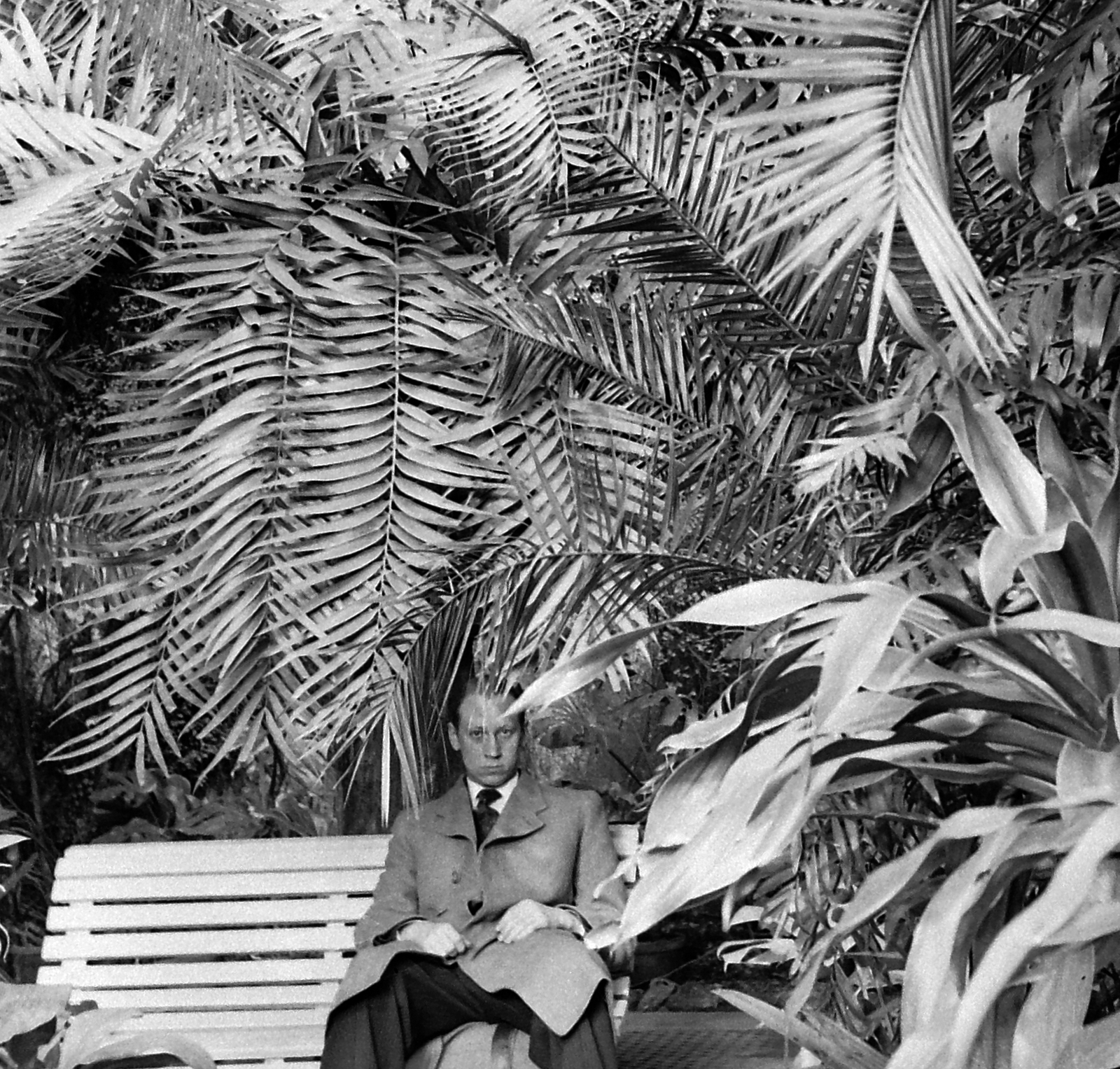 Hungary, Budapest VIII., Füvészkert., 1935, Homoródy Károly, portrait, palm tree, man, Budapest, botanical garden, Fortepan #3457