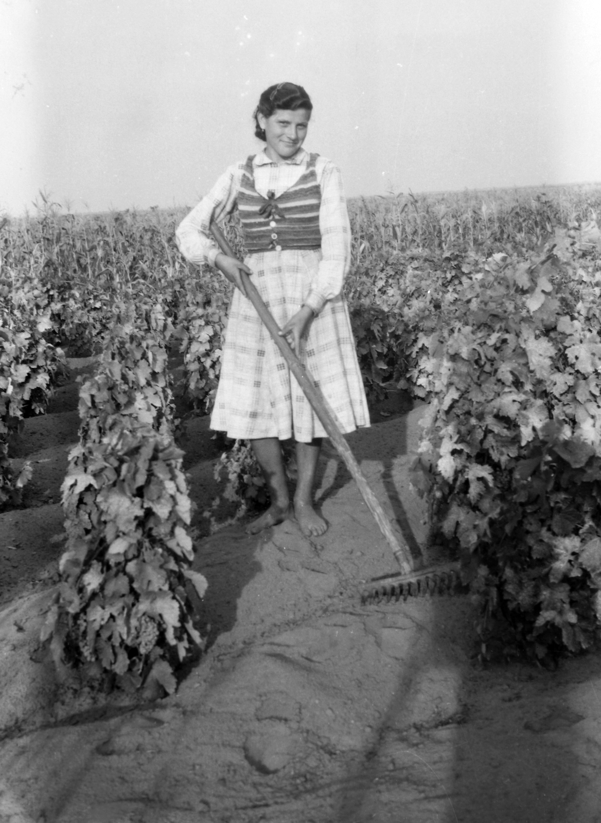 1954, Pálinkás Zsolt, agriculture, grape, work, woman, sand, rake, Fortepan #38889