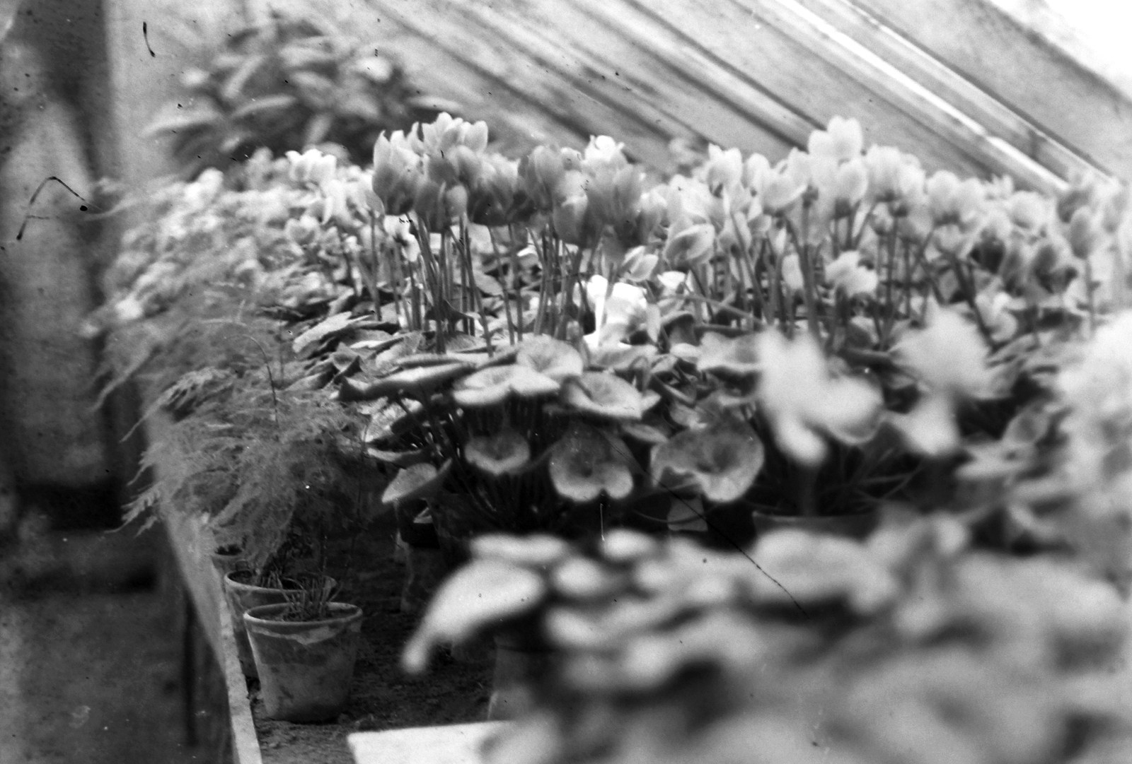 1938, Simon Tibor, flower, greenhouse, Fortepan #40653