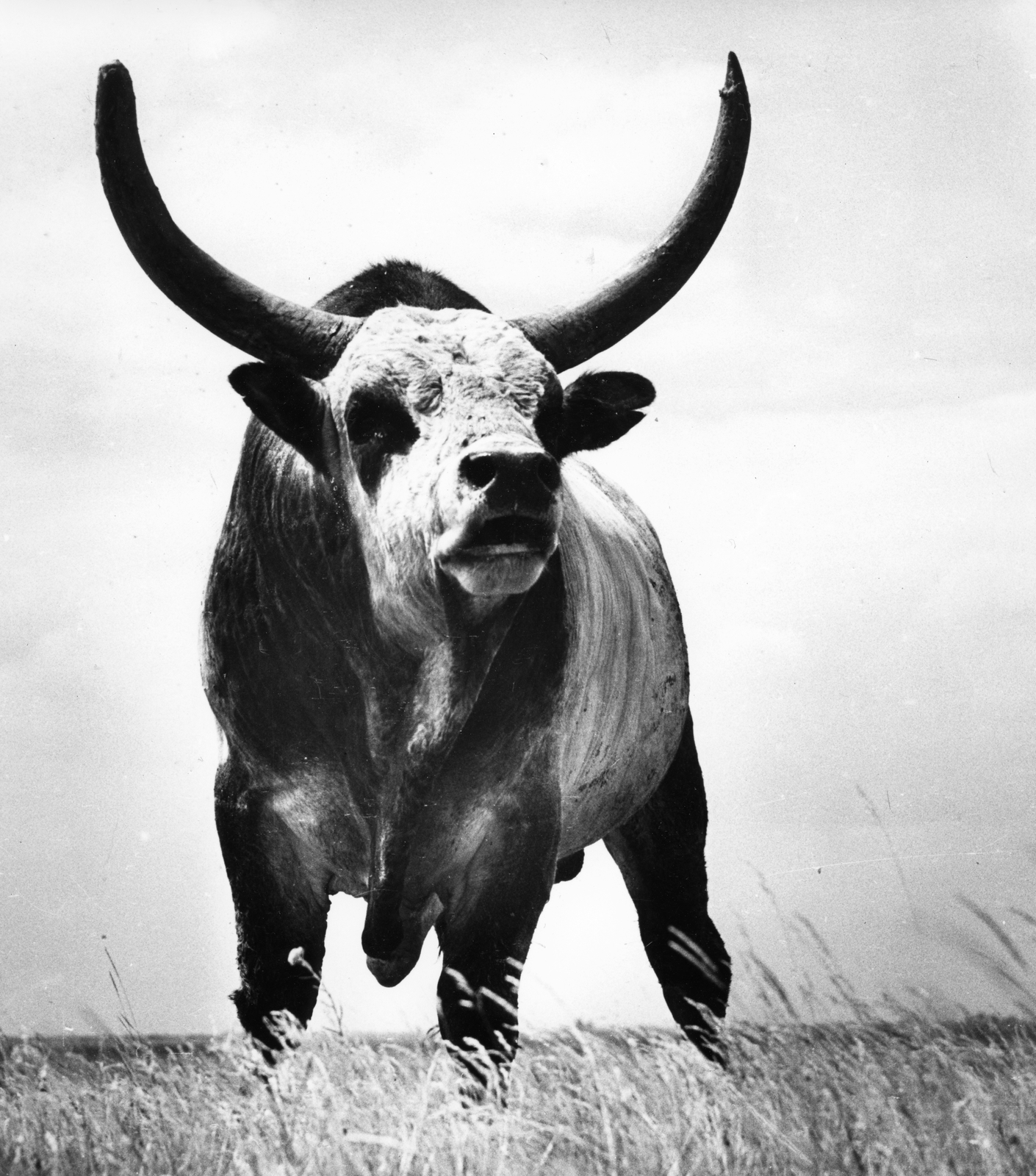 Hungary, Hortobágy, magyar szürke szarvasmarha., 1973, Urbán Tamás, cattle, bull, Hungaricum, ferocious, Fortepan #40685