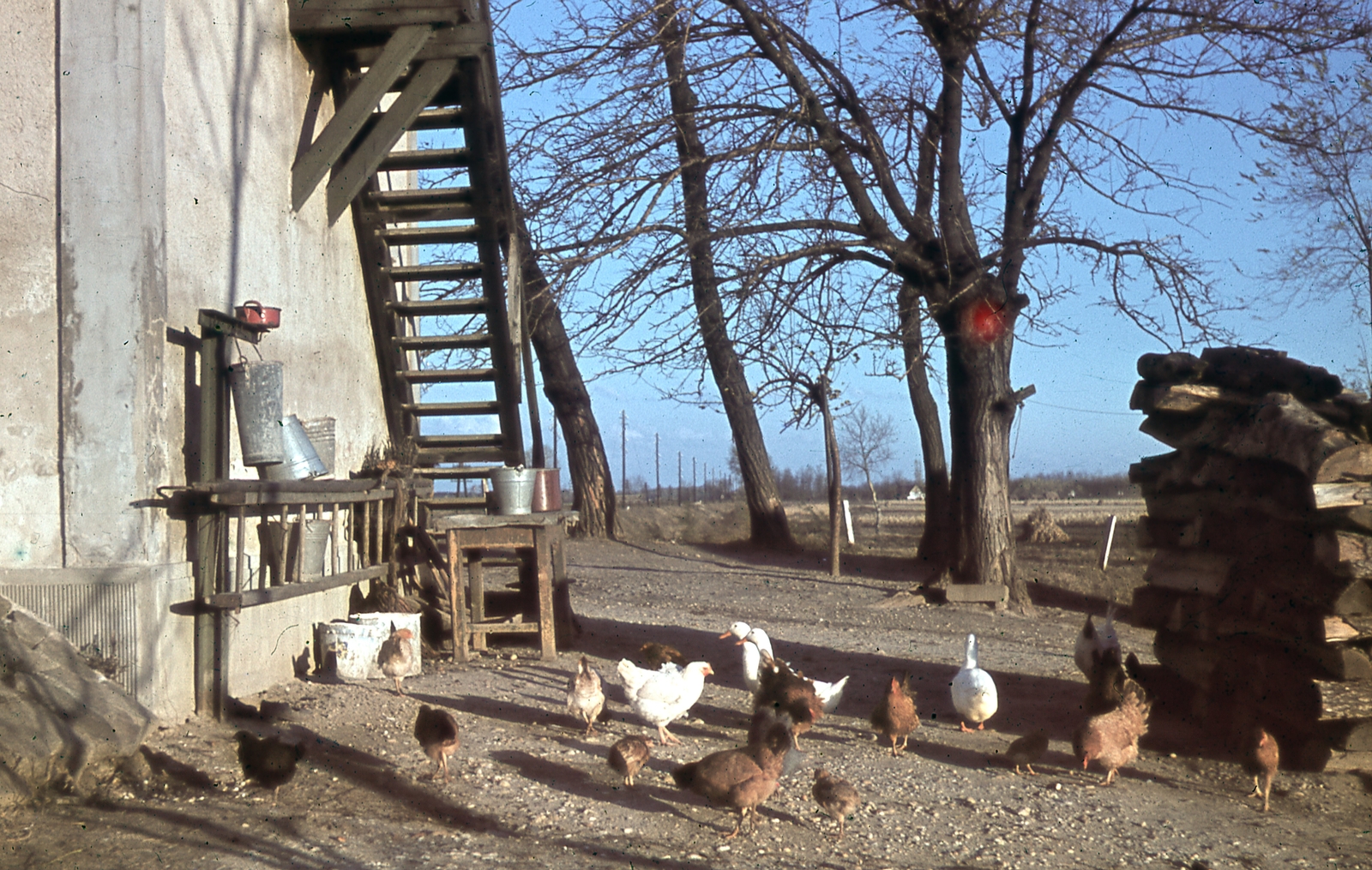 1942, Ember Károly dr., railway, colorful, poultry, aerial wire, bucket, Fortepan #40900