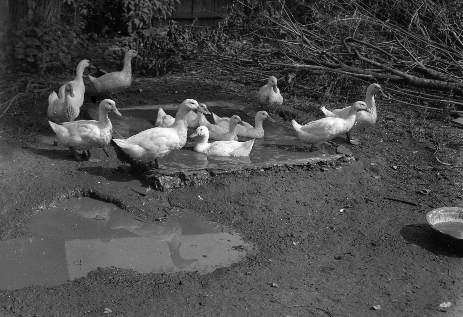 1943, Rados Tamás OSB, kacsa, Fortepan #40996