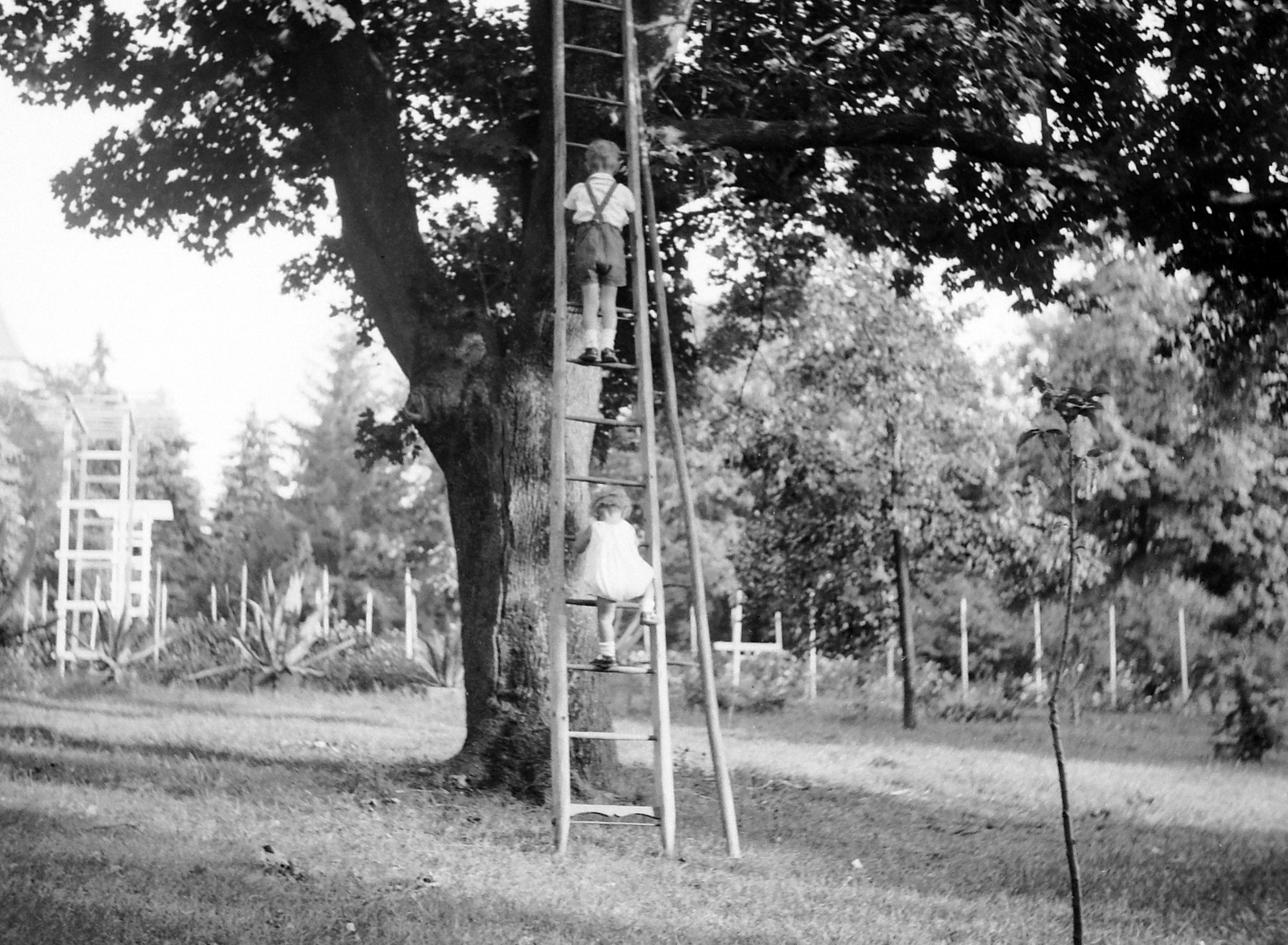 1934, Korbuly, ladder, Fortepan #4173