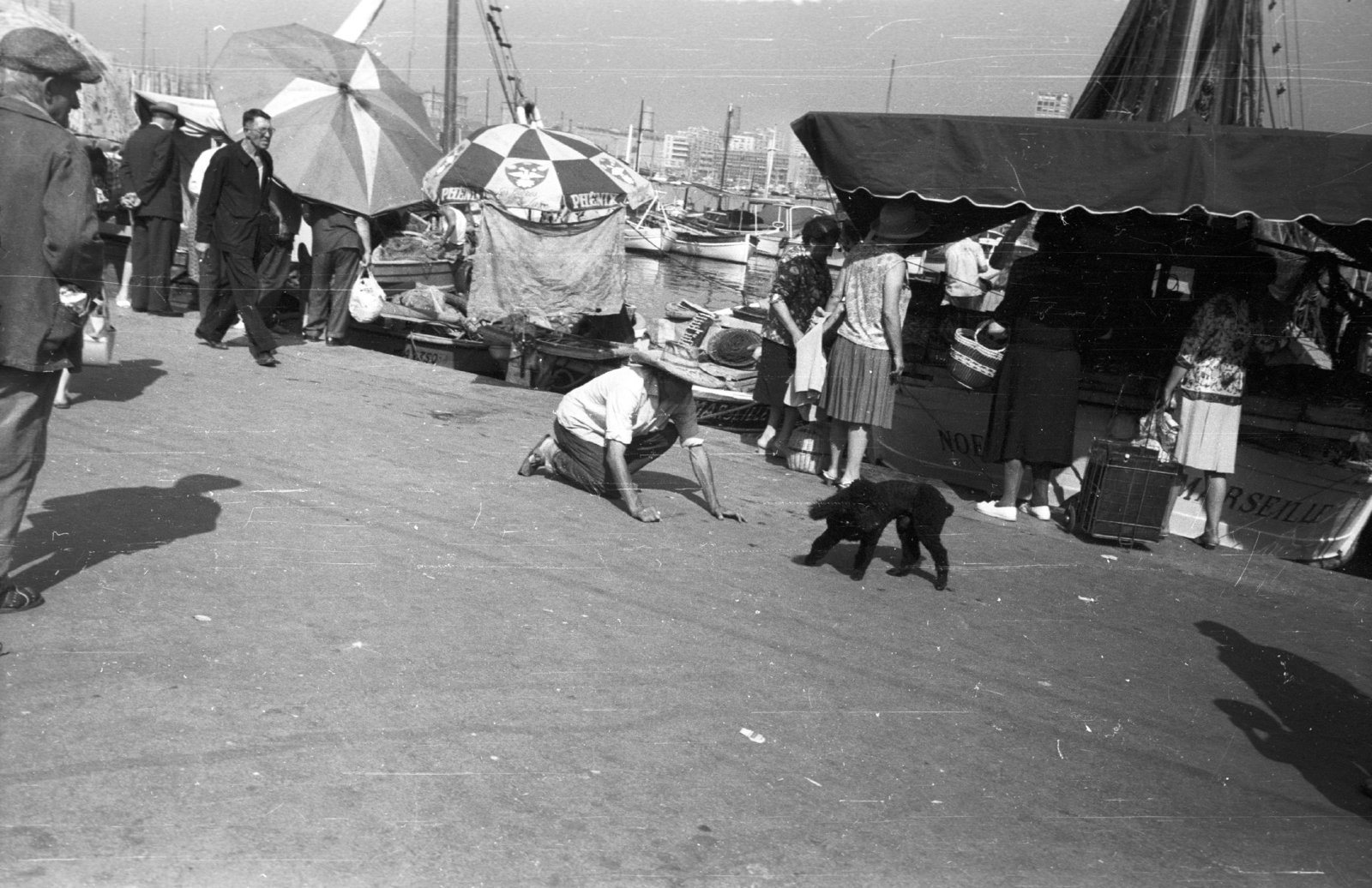 France, Marseille, régi kikötő., 1964, MZSL/Ofner Károly, dog, port, Fortepan #42010