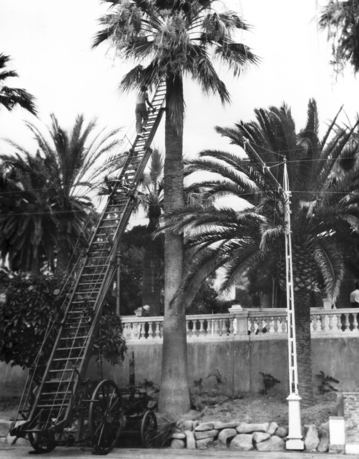 Italy, San Remo, Piazza Cesare Battisti., 1934, MZSL/Ofner Károly, ladder, aerial wire, palm tree, fence, Fortepan #42169