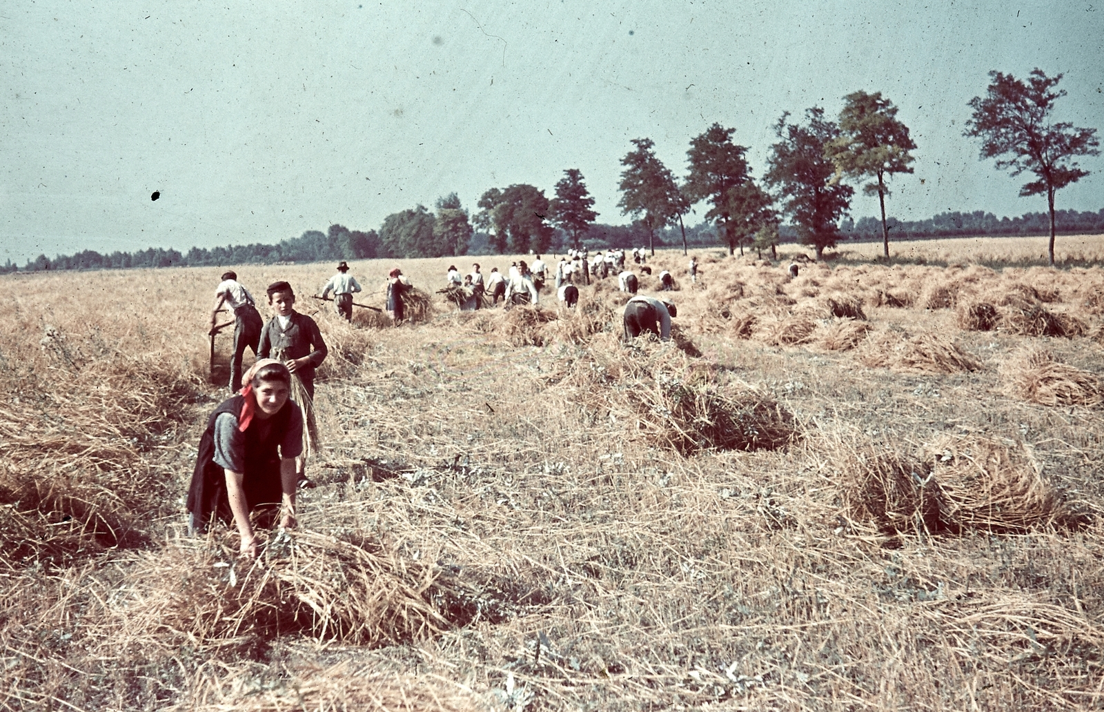 1941, Konok Tamás id, colorful, agriculture, agriculture, harvest, Fortepan #42563