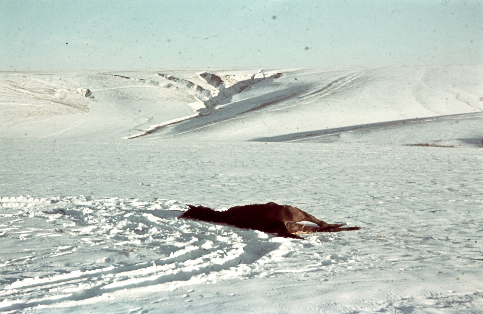 Oroszország, Ivanovka, (Voronyezsi terület, hoholszkiji járás), a felvétel a település déli határánál készült., 1942, Konok Tamás id, tél, hó, színes, ló, dög, Fortepan #42625