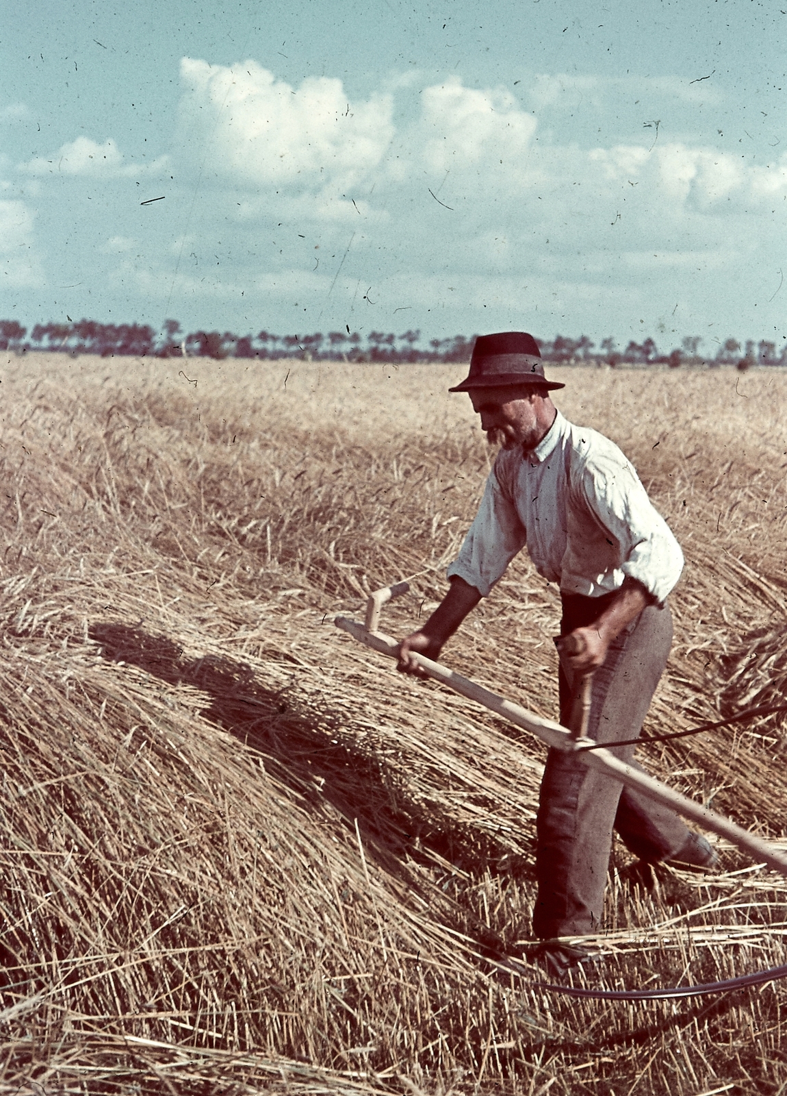 1938, Konok Tamás id, colorful, agriculture, agriculture, harvest, scythe, Fortepan #42762