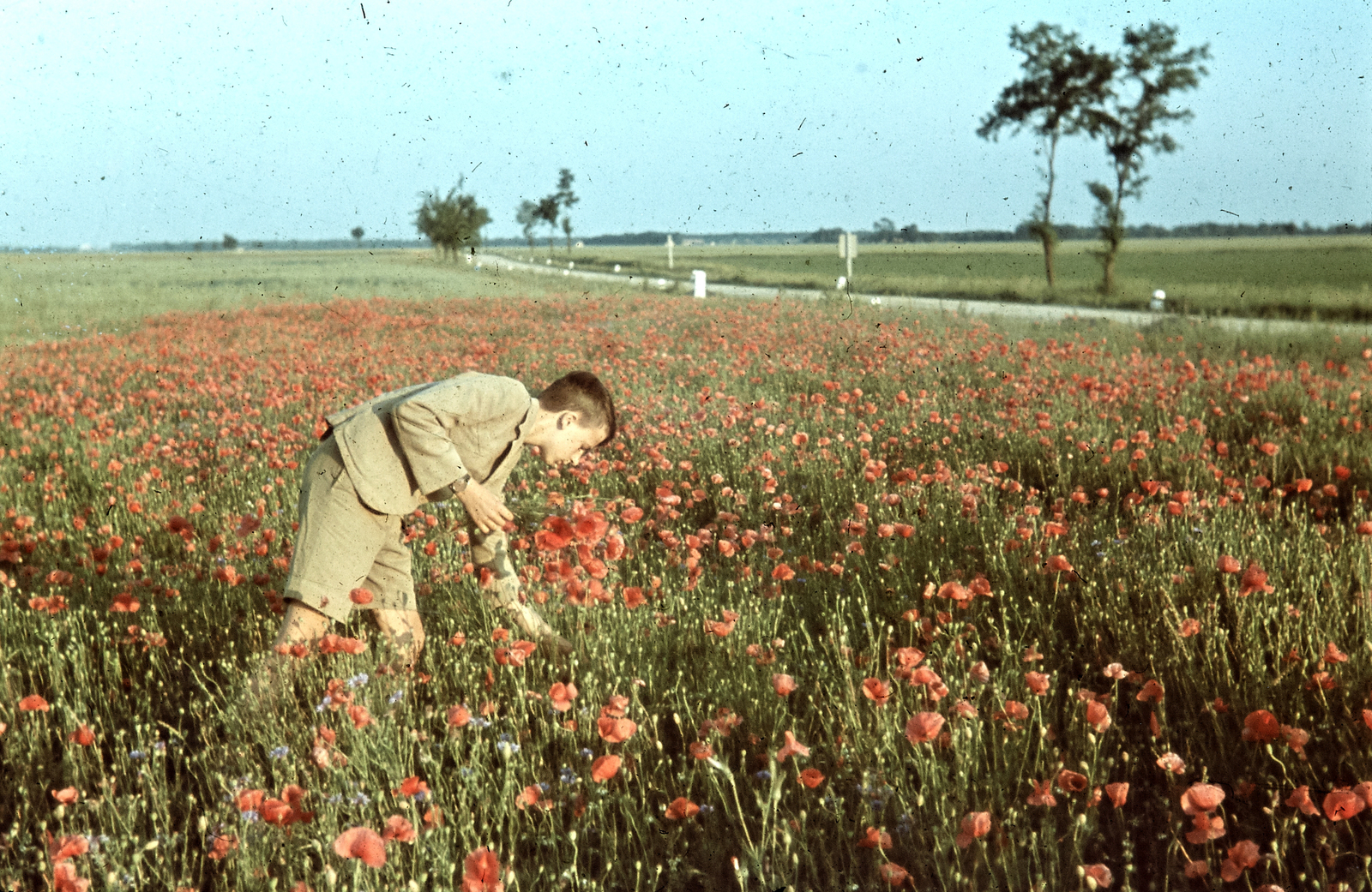 1943, Konok Tamás id, colorful, flower, landscape, poppy, Fortepan #42769