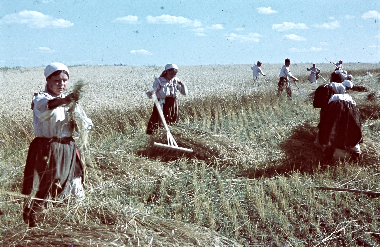 Oroszország, 1942, Konok Tamás id, színes, földművelés, népviselet, mezőgazdaság, aratás, fejkendő, gereblye, Fortepan #42782