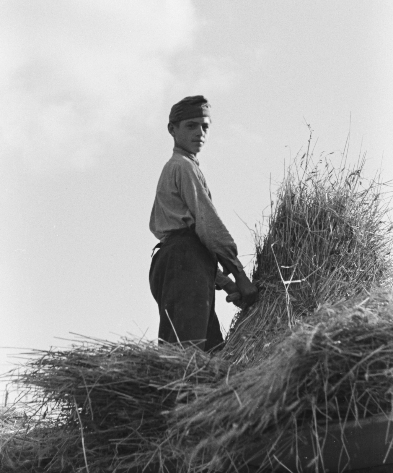 1941, Konok Tamás id, agriculture, harvest, Fortepan #42882