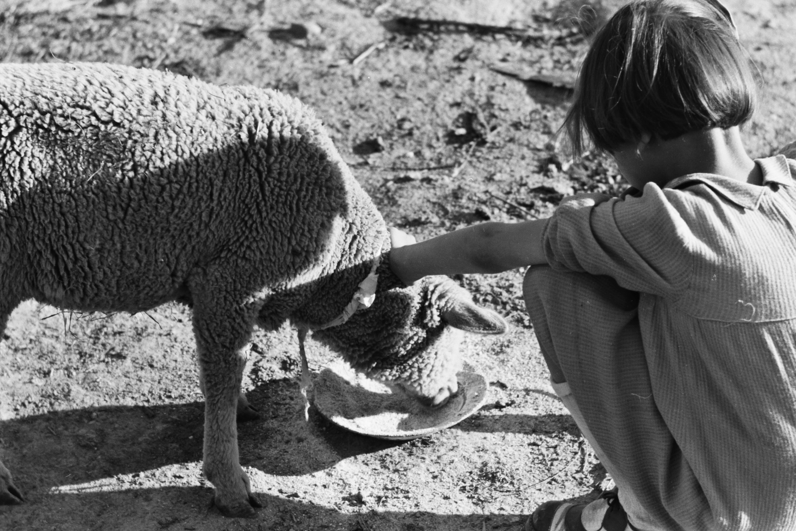 1963, Konok Tamás id, sheep, Fortepan #42919