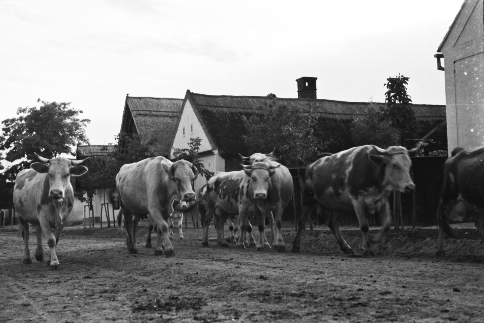 Hungary, Perőcsény, 1939, Konok Tamás id, village, cattle, Fortepan #42990