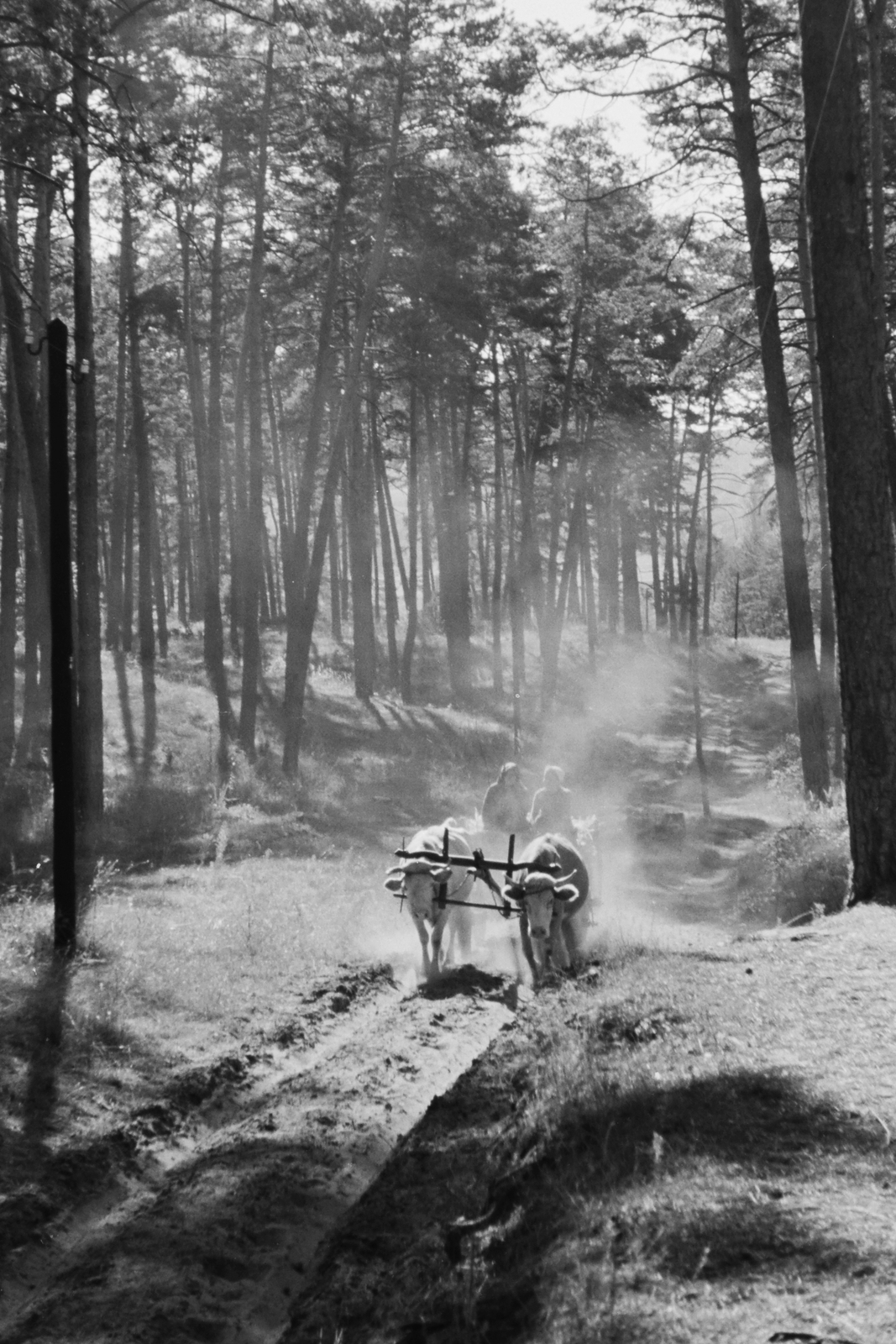 1941, Konok Tamás id, chariot, cattle, Fortepan #43024