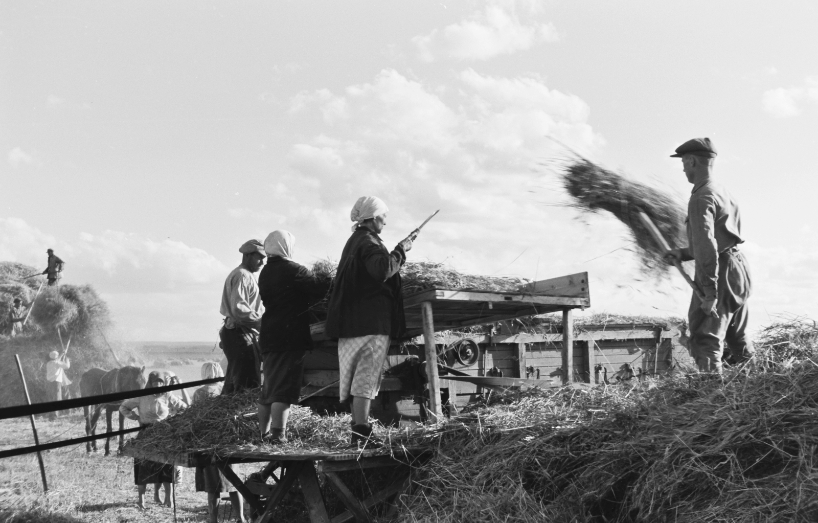 Russia, Koltunovka, 1942, Konok Tamás id, horse, agriculture, agriculture, threshing machine, harvest, headscarf, prong, Fortepan #43057