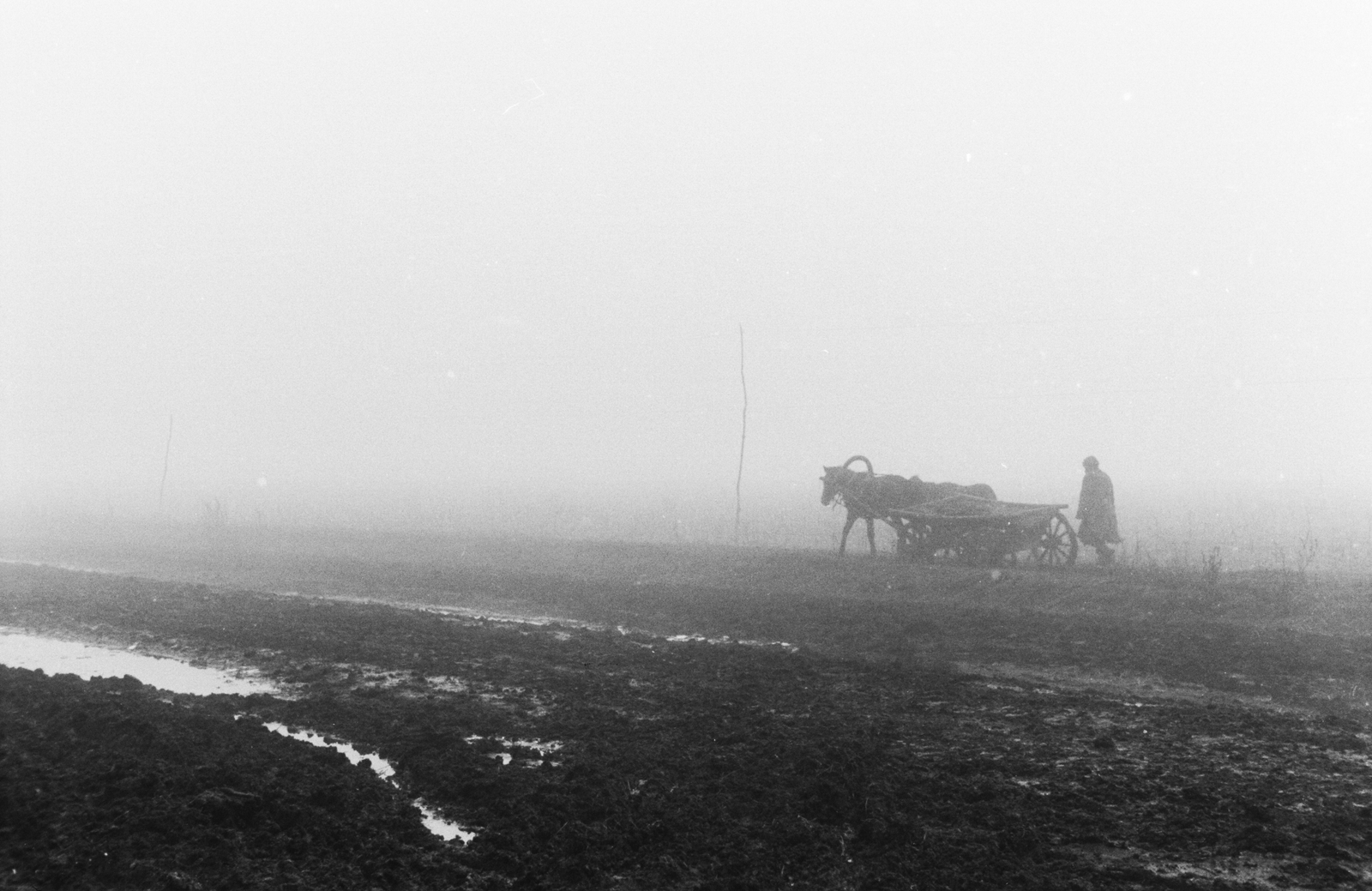 1942, Konok Tamás id, horse, chariot, Fortepan #43097