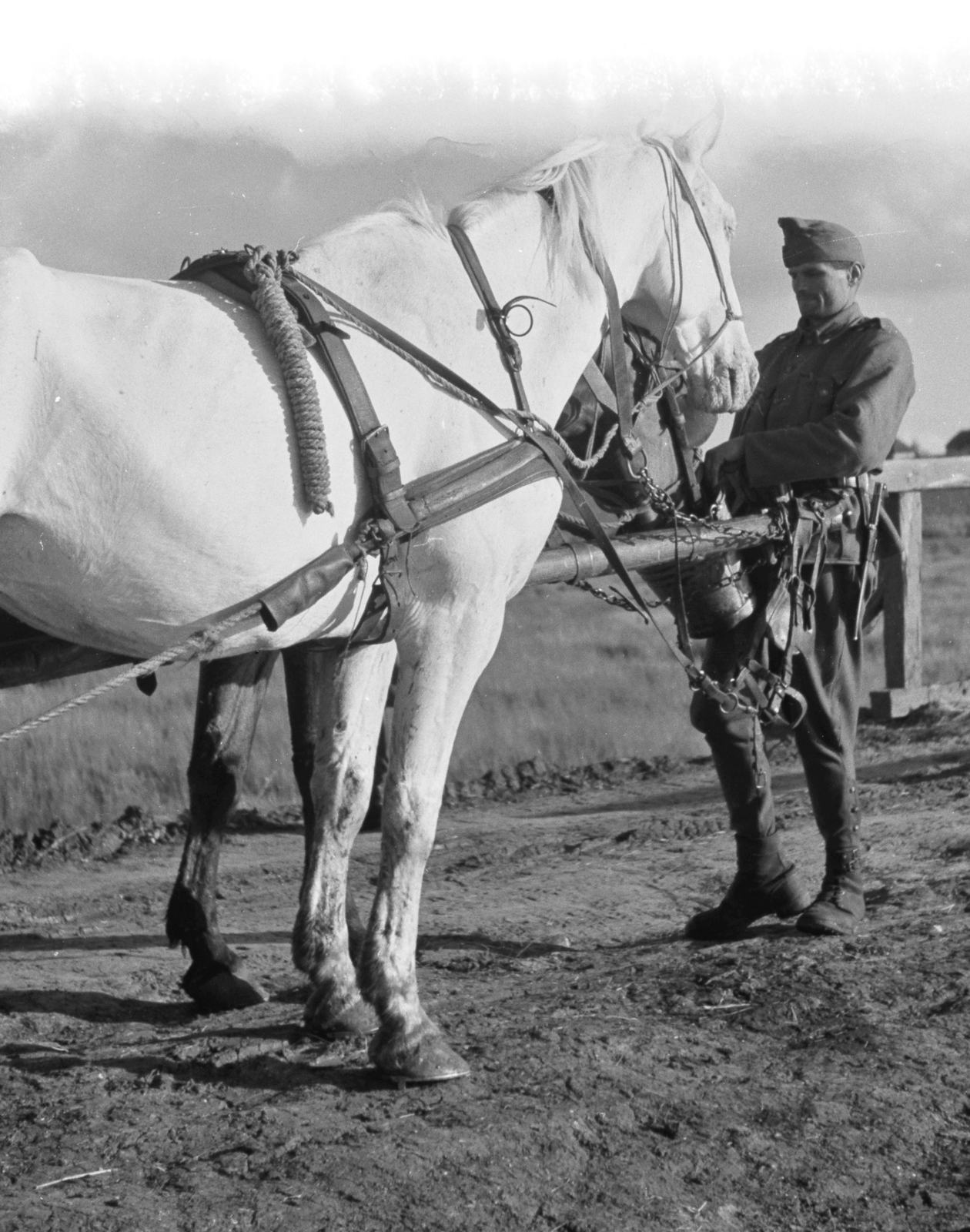 1942, Konok Tamás id, horse, saddle, drinking, Fortepan #43129