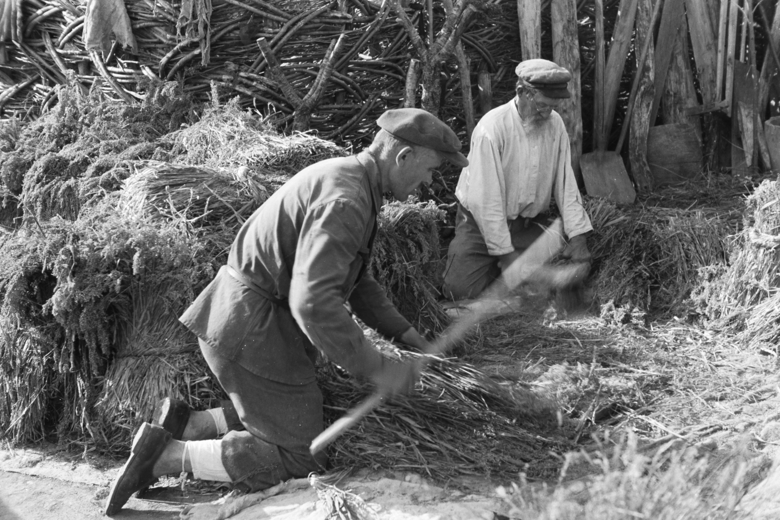 Russia, Koltunovka, 1942, Konok Tamás id, agriculture, Fortepan #43182