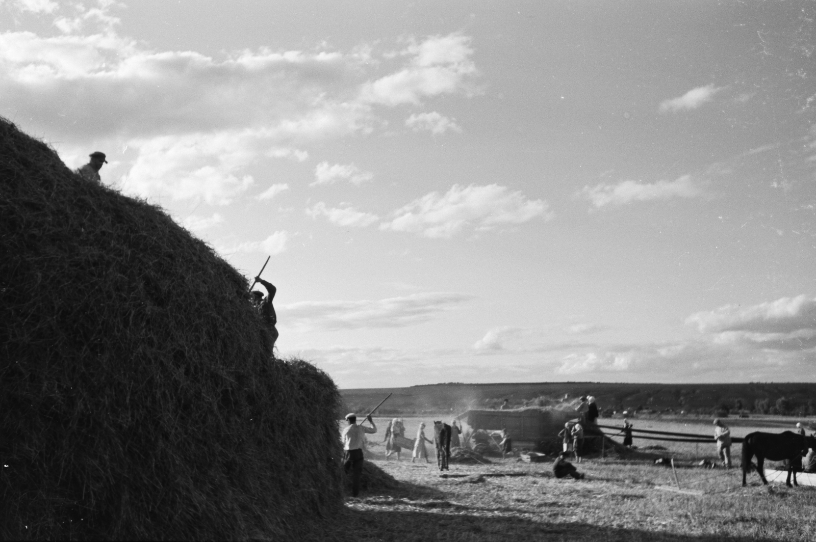 Russia, Koltunovka, 1942, Konok Tamás id, horse, agriculture, agriculture, harvest, stack, hay, Fortepan #43187