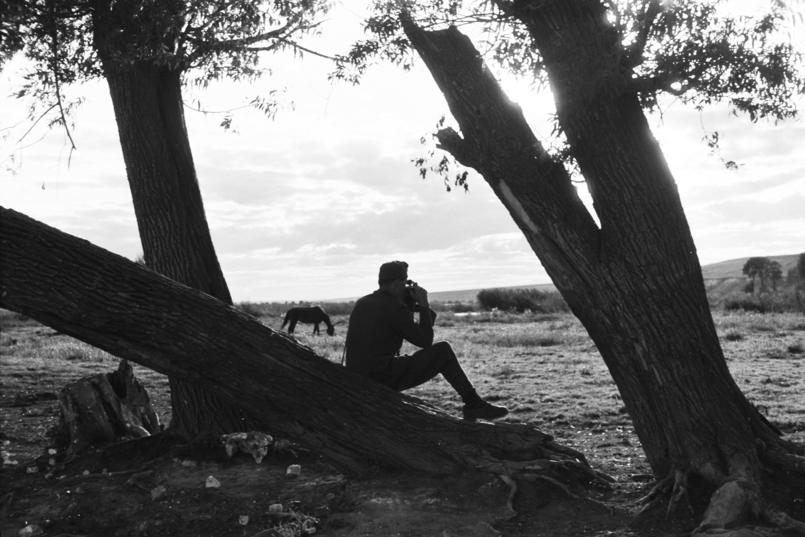 Russia, Koltunovka, 1942, Konok Tamás id, horse, photography, soldier, tree trunk, landscape, trunk, Fortepan #43188