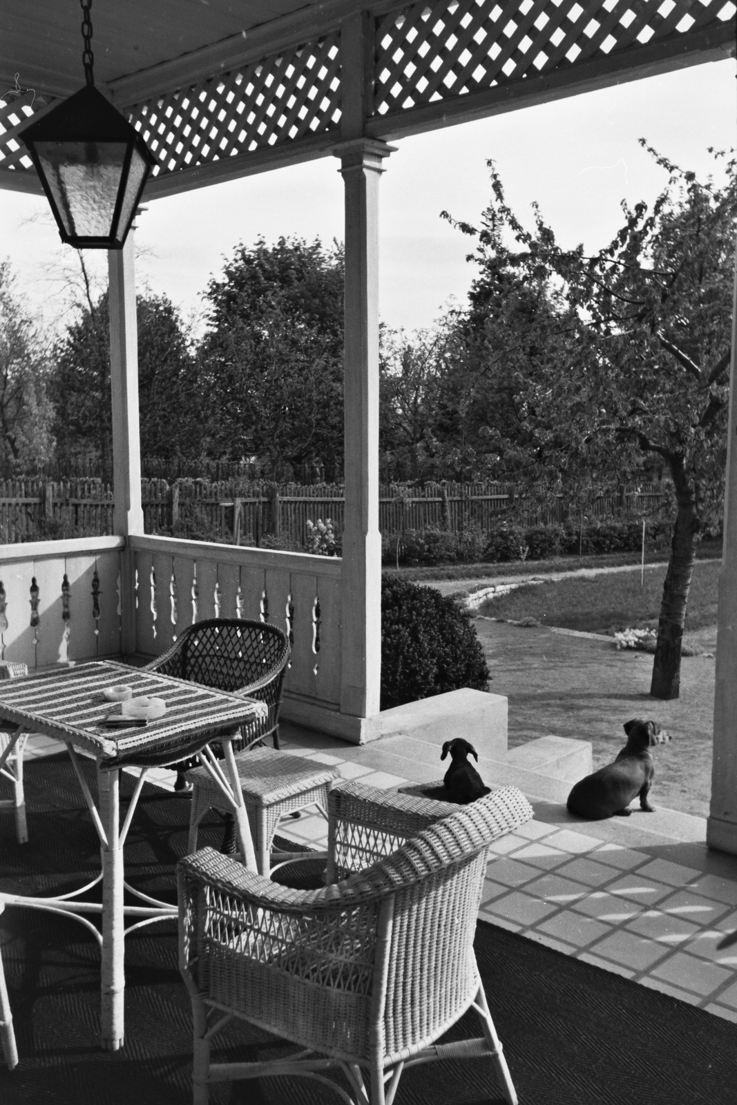 1943, Konok Tamás id, dog, Dachshund, Fortepan #43321