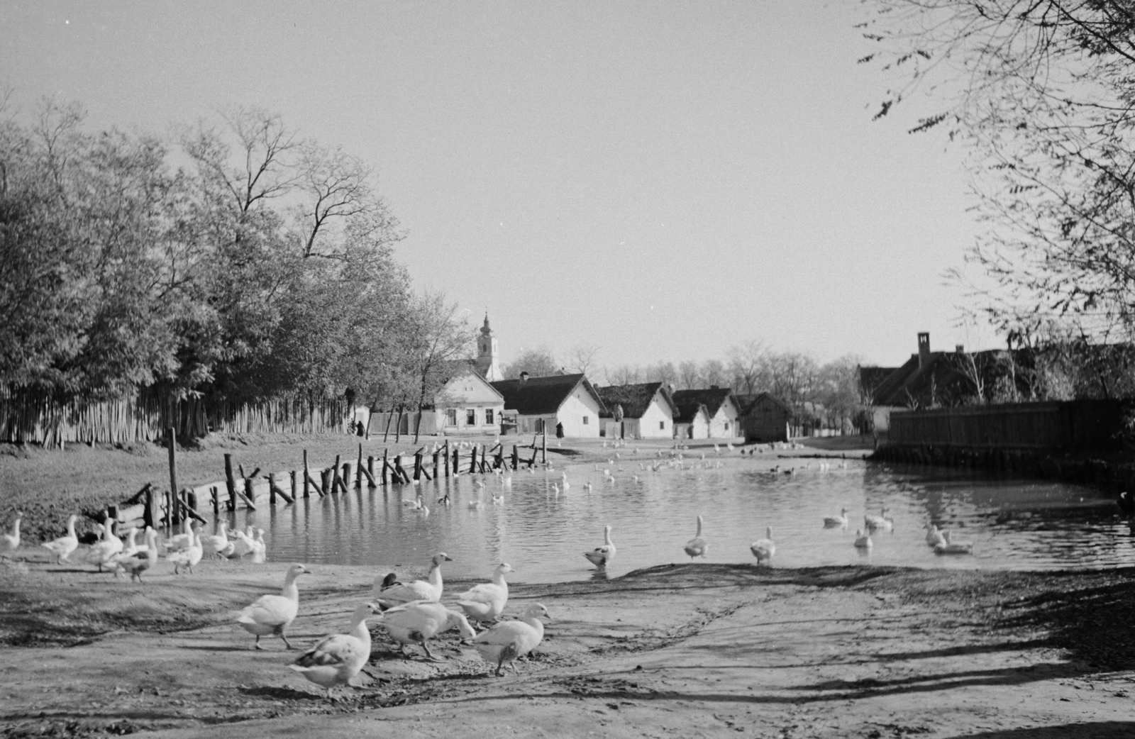 Hungary, Gyarmat, kacsaúsztató., 1939, Konok Tamás id, village, lake, Fortepan #43327