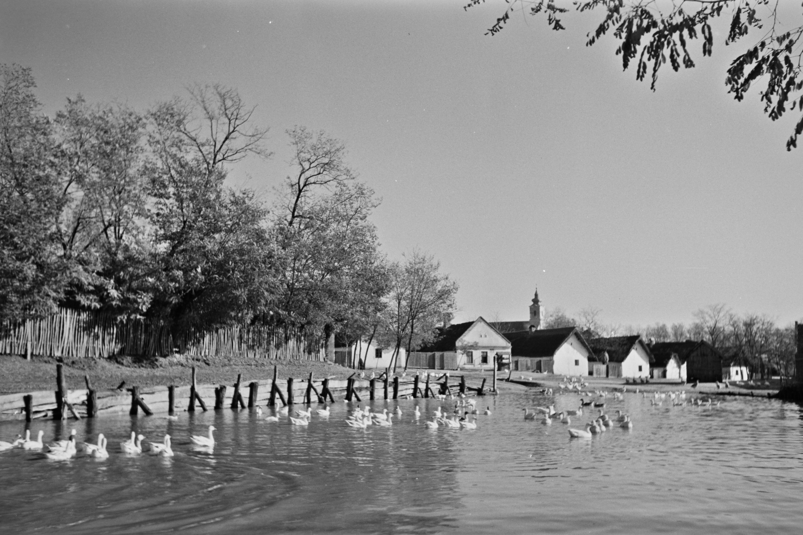 Hungary, Gyarmat, kacsaúsztató., 1939, Konok Tamás id, village, lake, Fortepan #43328