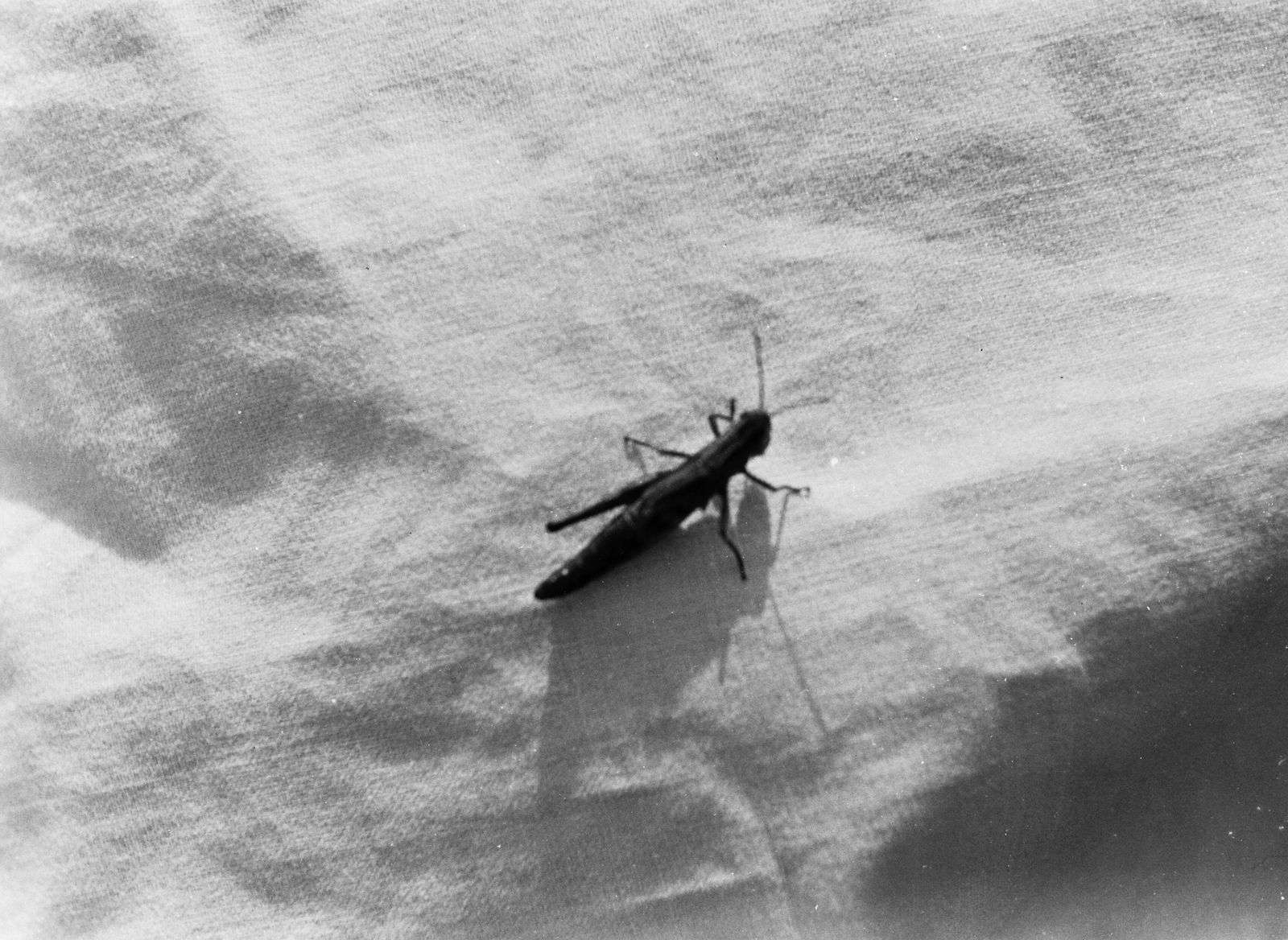 1940, Konok Tamás id, insect, Fortepan #43737
