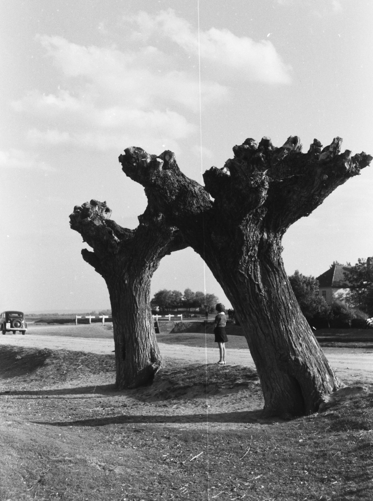 1939, Konok Tamás id, wood, Fortepan #43746