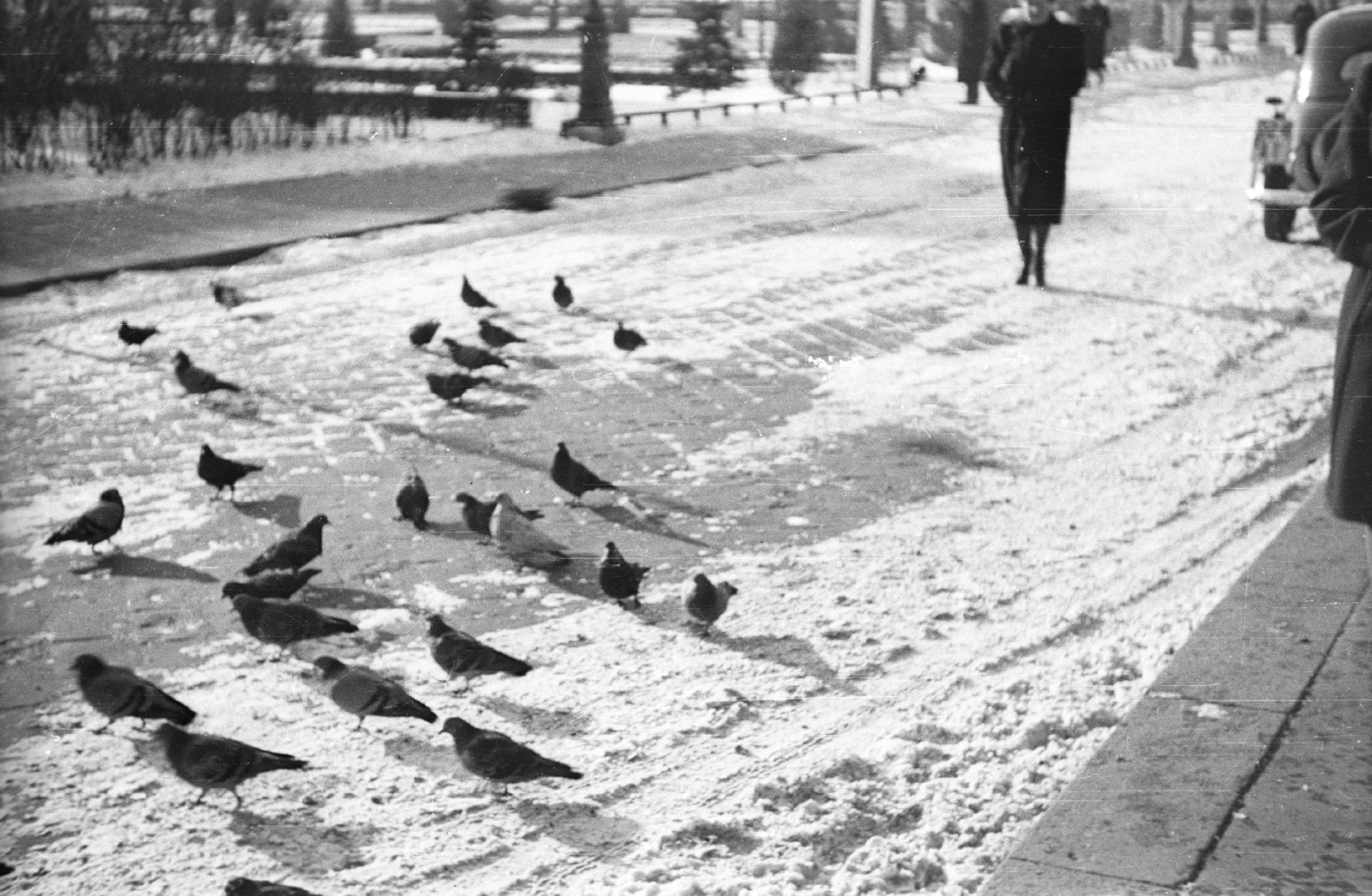 1940, Ludovika, winter, bird, Fortepan #43991
