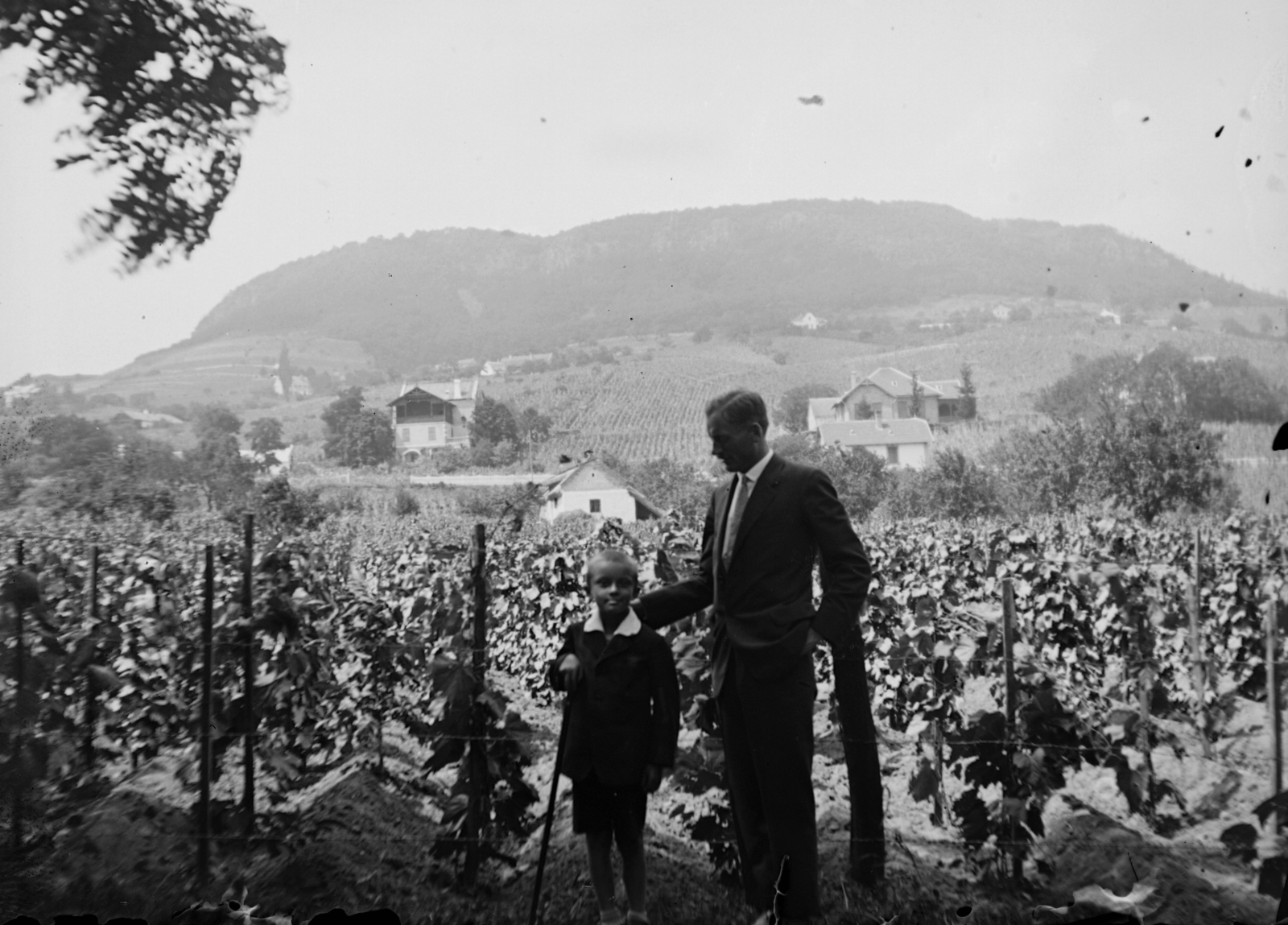 Hungary,Lake Balaton, Badacsonytomaj, egy Római út alatti szőlőből nézve., 1926, Korenchy László, grape, vine, Fortepan #44414