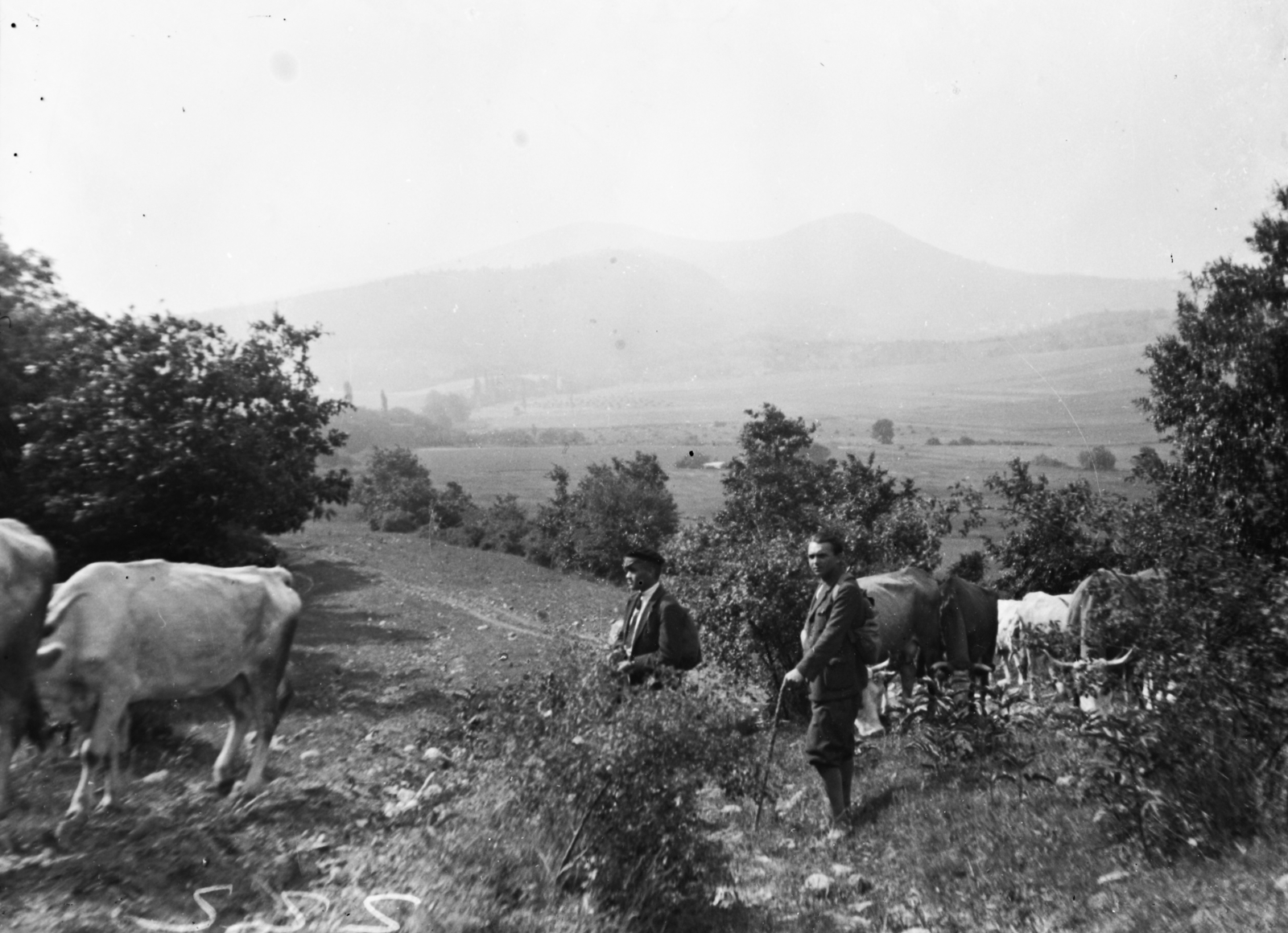 Magyarország, Pomáz, Kiskovácsi környéke, háttérben a Kevélyek és Oszoly., 1935, Korenchy László, kirándulás, szarvasmarha, bricsesz, kilátás, turistabot, csorda, Fortepan #44418