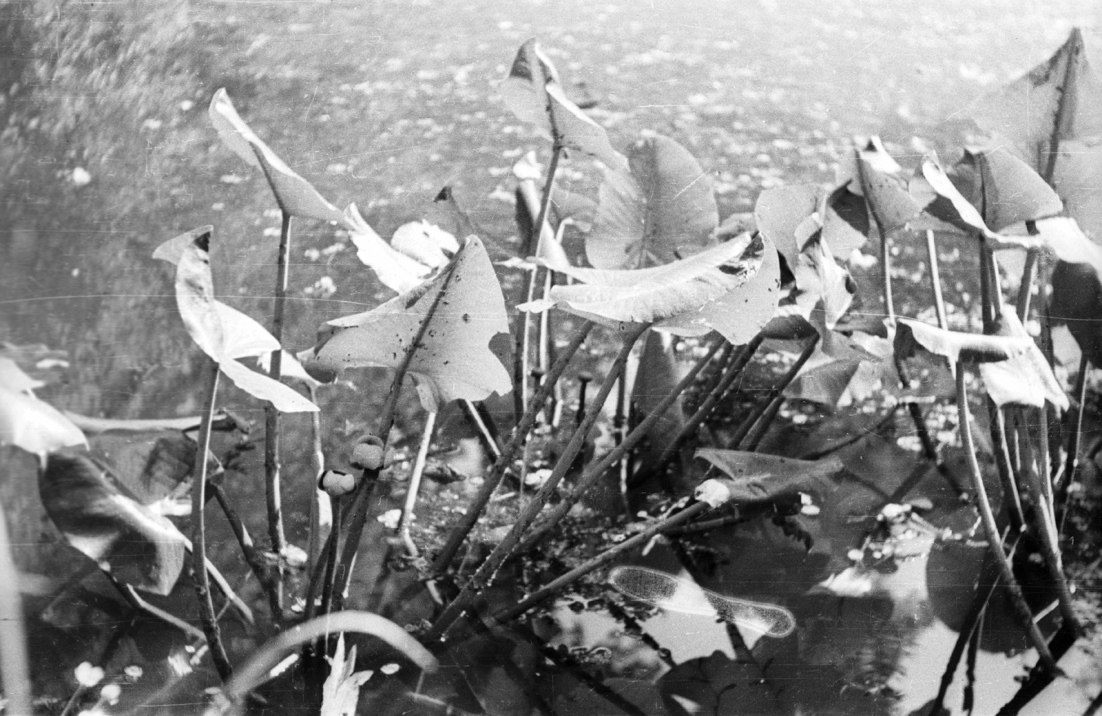 Hungary, Vácrátót, Botanikus Kert., 1958, Mészáros Zoltán, Fortepan #44938