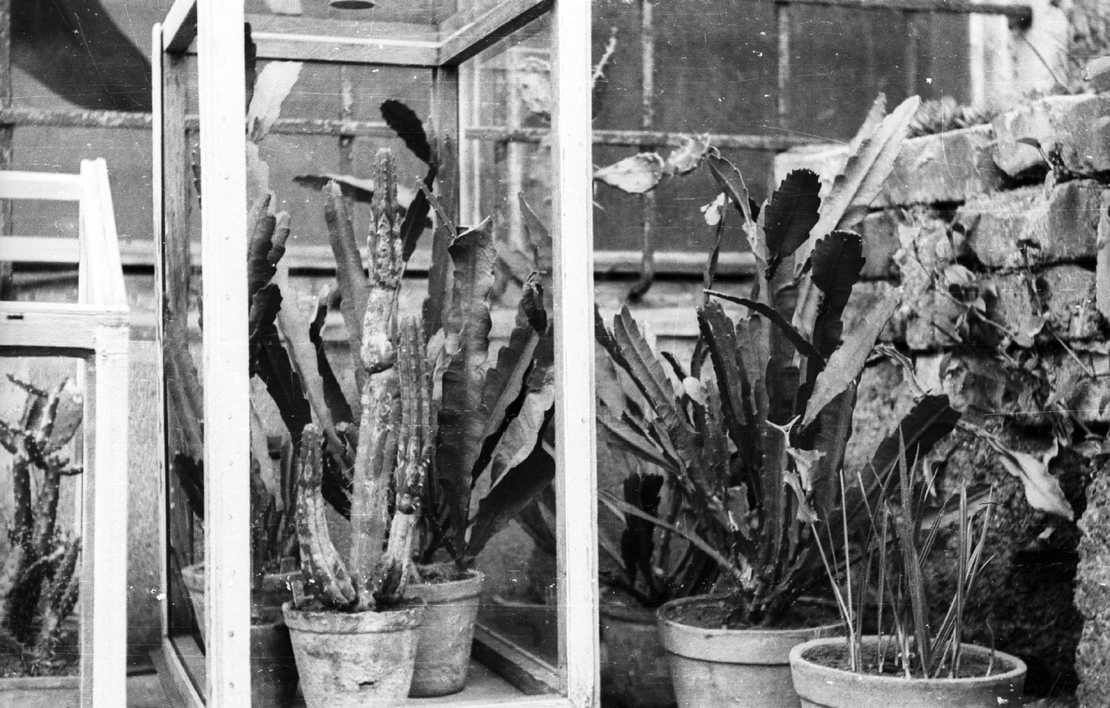 Hungary, Budapest XIV., Gizella út 33. számú ház udvara, kaktuszgyűjtemény., 1958, Mészáros Zoltán, Budapest, cactus, Fortepan #44940