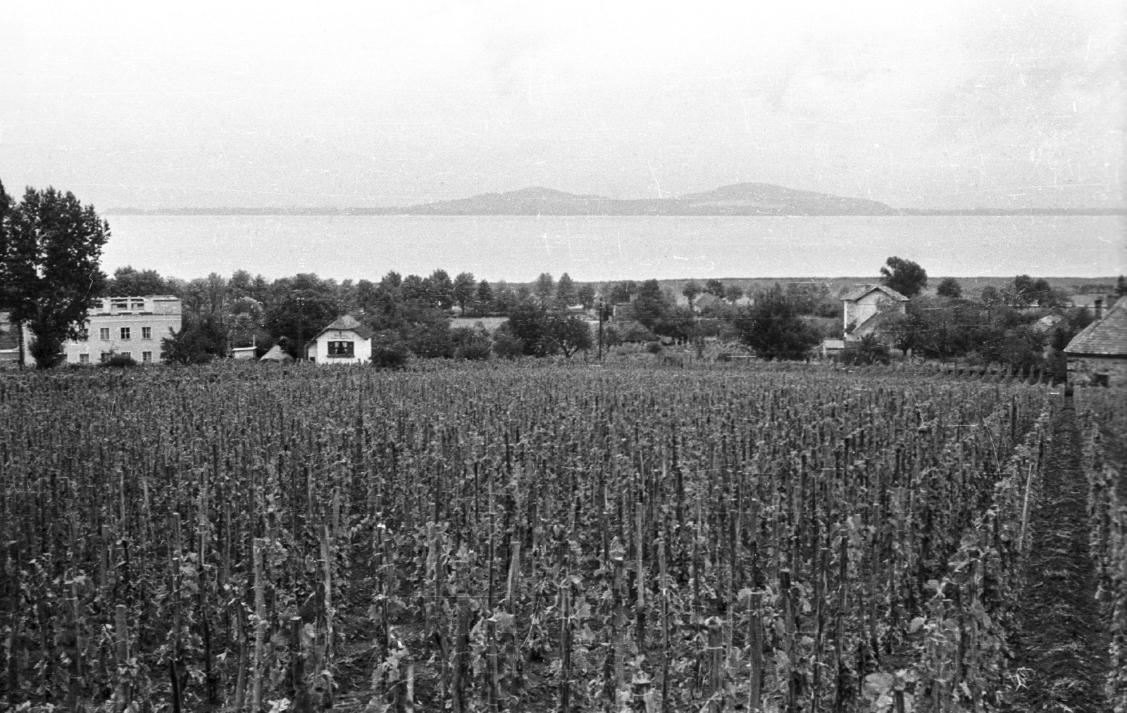 Hungary,Lake Balaton, Badacsonytomaj, kilátás Fonyód felé., 1958, Mészáros Zoltán, grape, Fortepan #44946