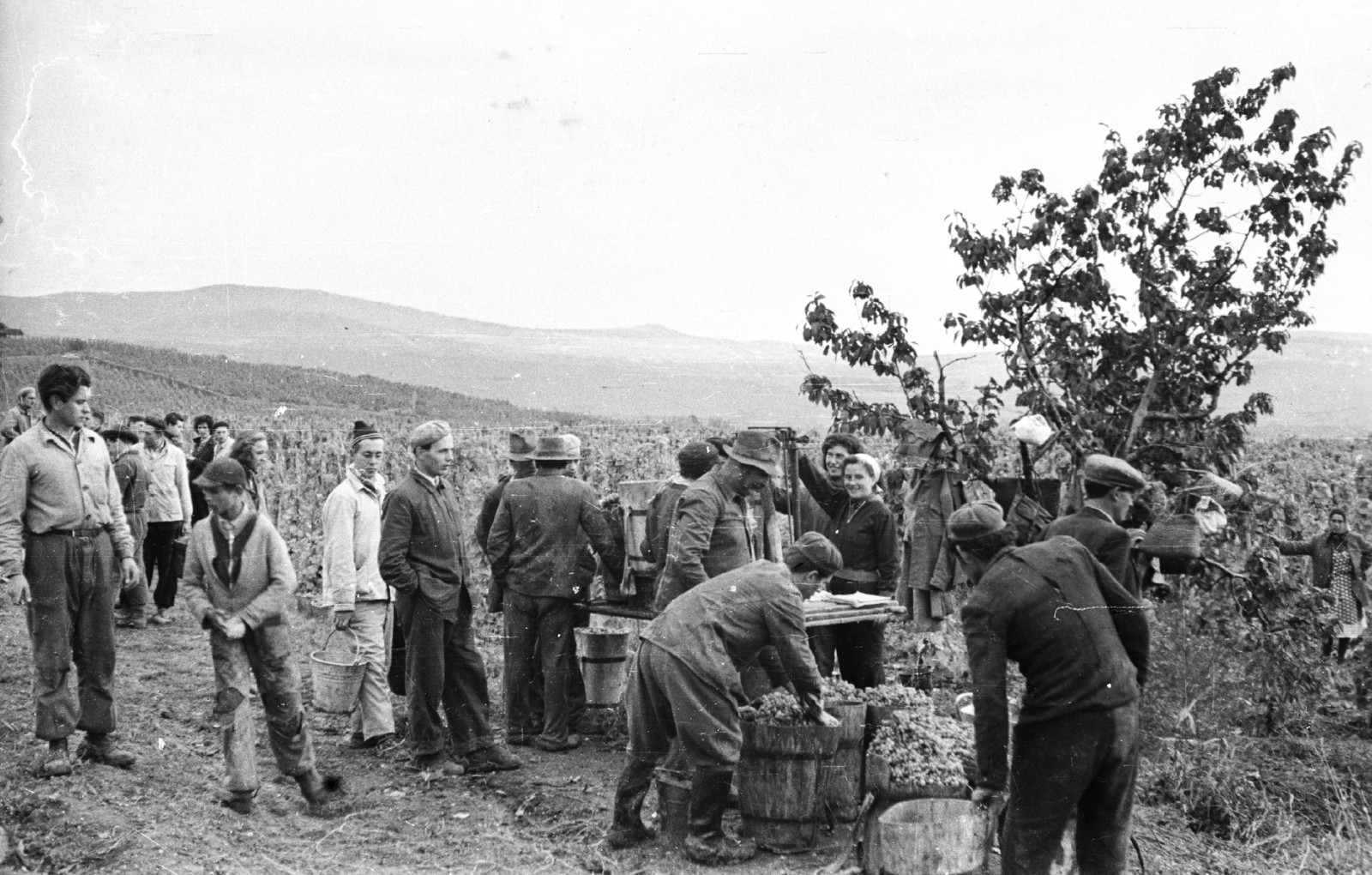 Magyarország, Tolcsva, Kertészeti Főiskola hallgatói., 1958, Mészáros Zoltán, puttony, szüret, Fortepan #44983