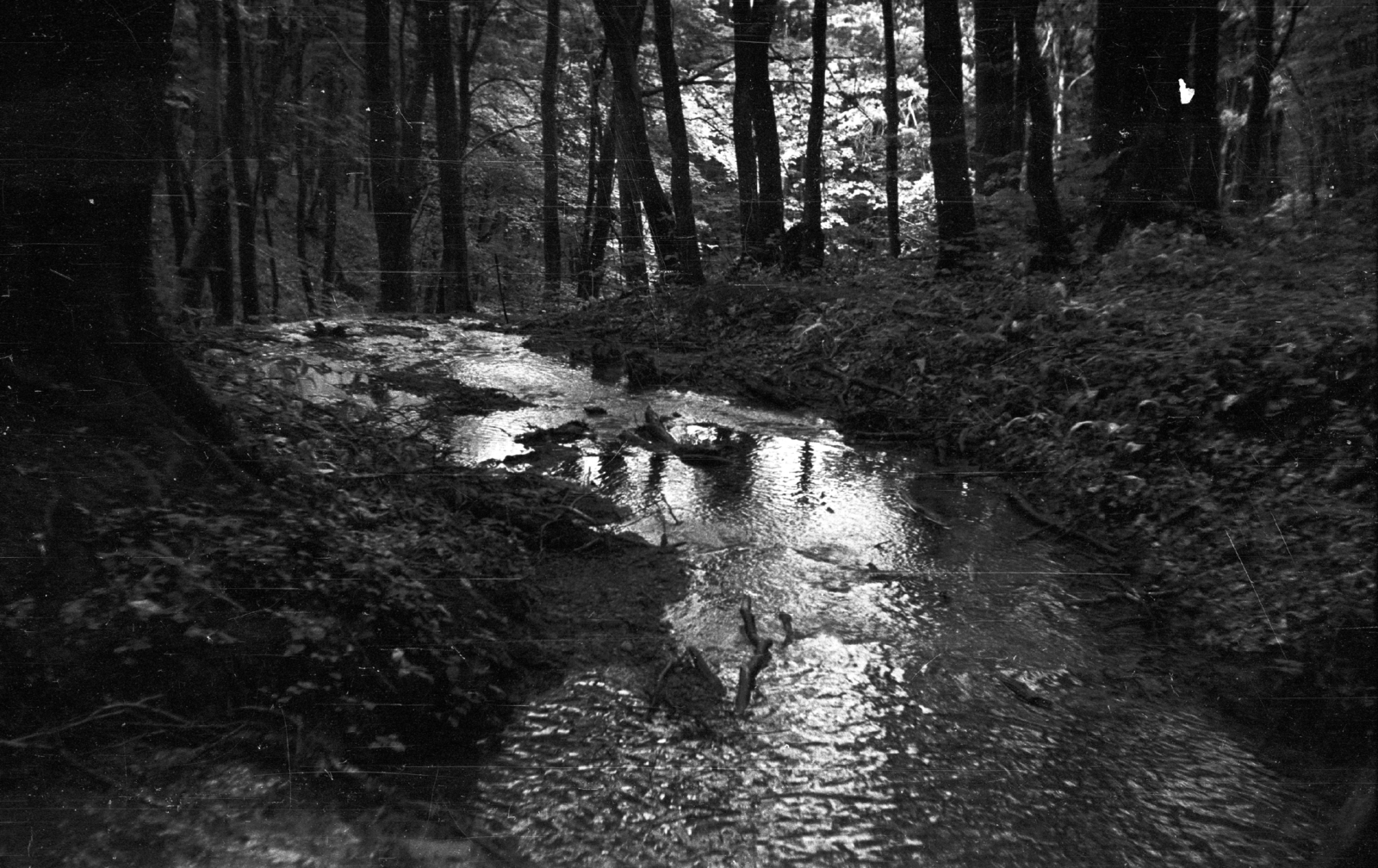 1959, Mészáros Zoltán, stream, woods, Fortepan #45006